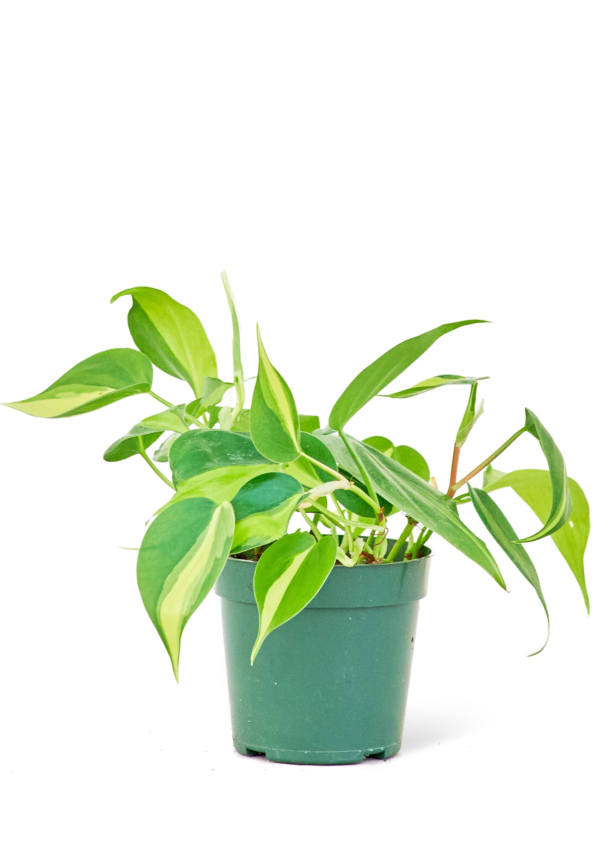 Philodendron Brasil, Small (Nationwide Shipping)