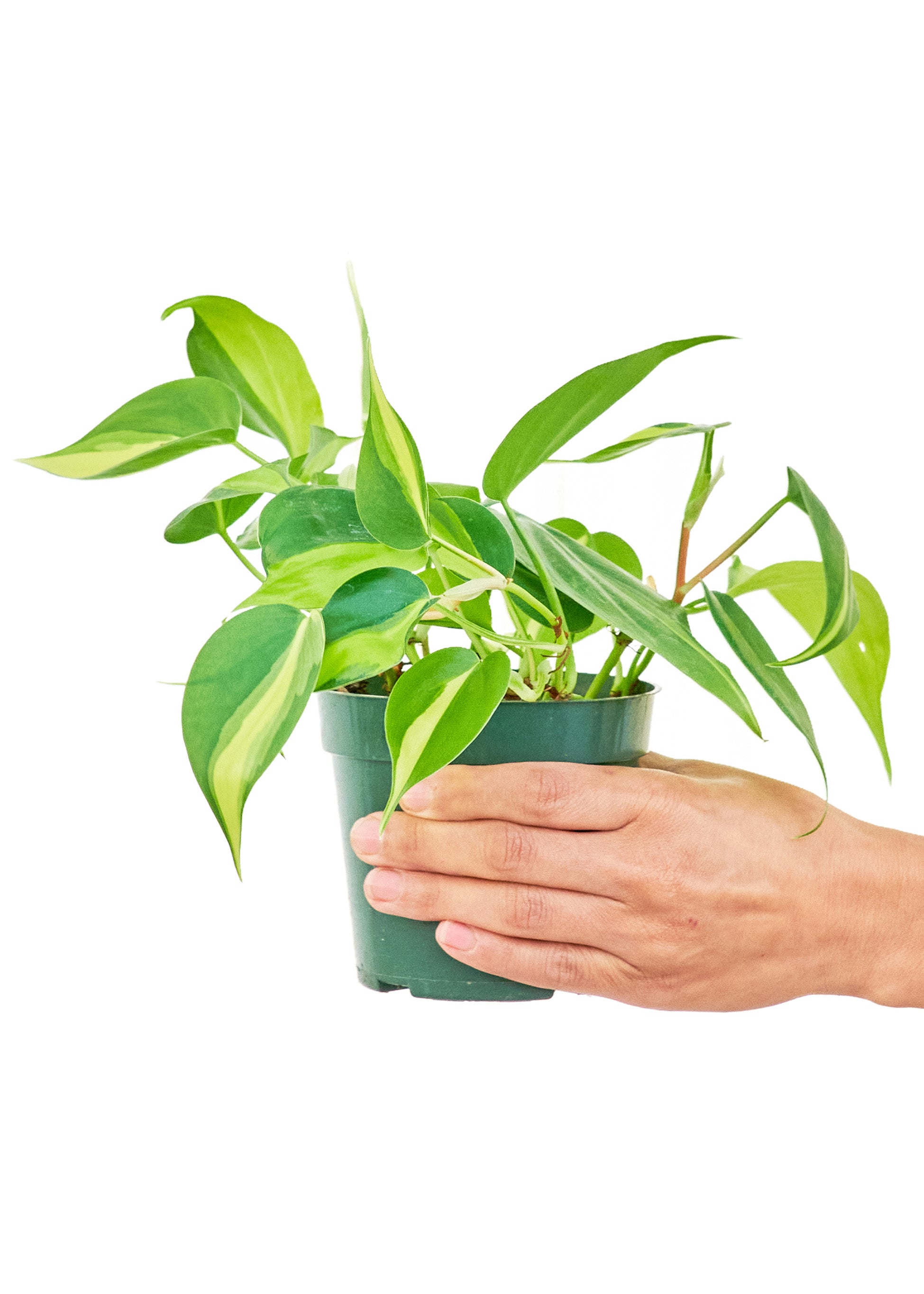 Philodendron Brasil, Small (Nationwide Shipping)