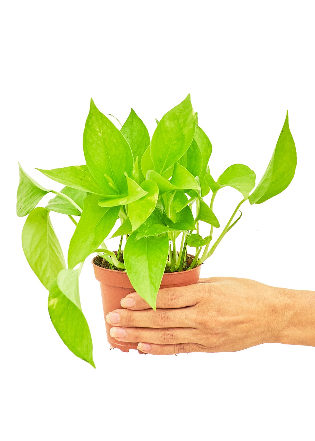 Golden Pothos, Small (Nationwide Shipping)