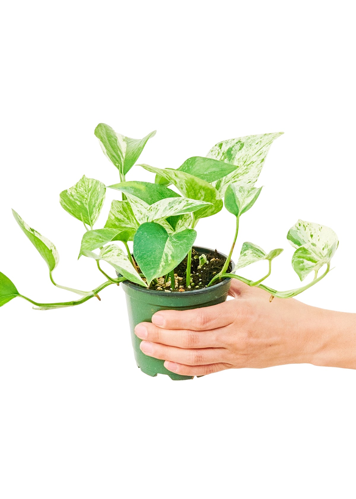 Marble Queen Pothos, Small (Nationwide Shipping)