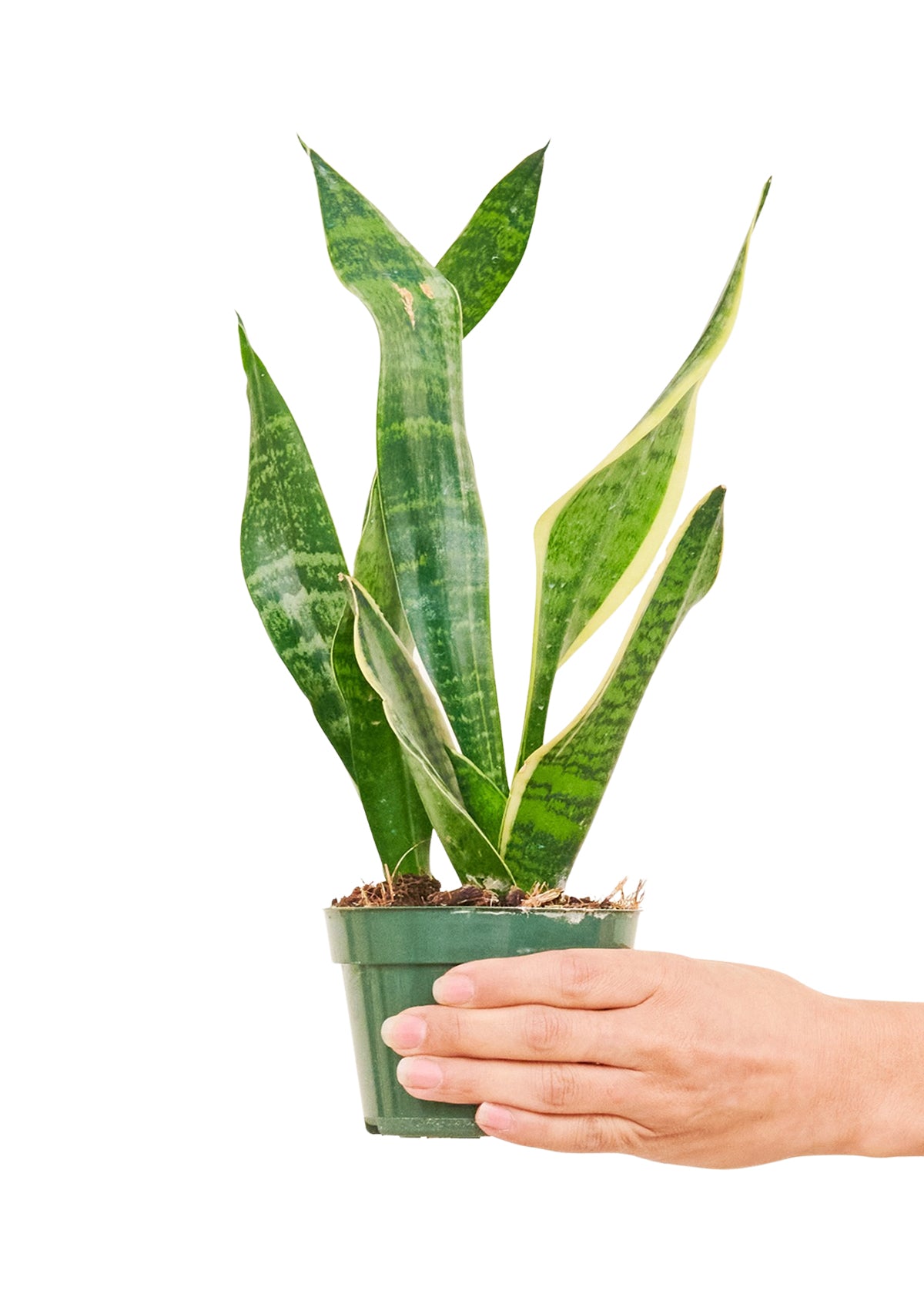 Sansevieria Laurentii, Small (Nationwide Shipping)