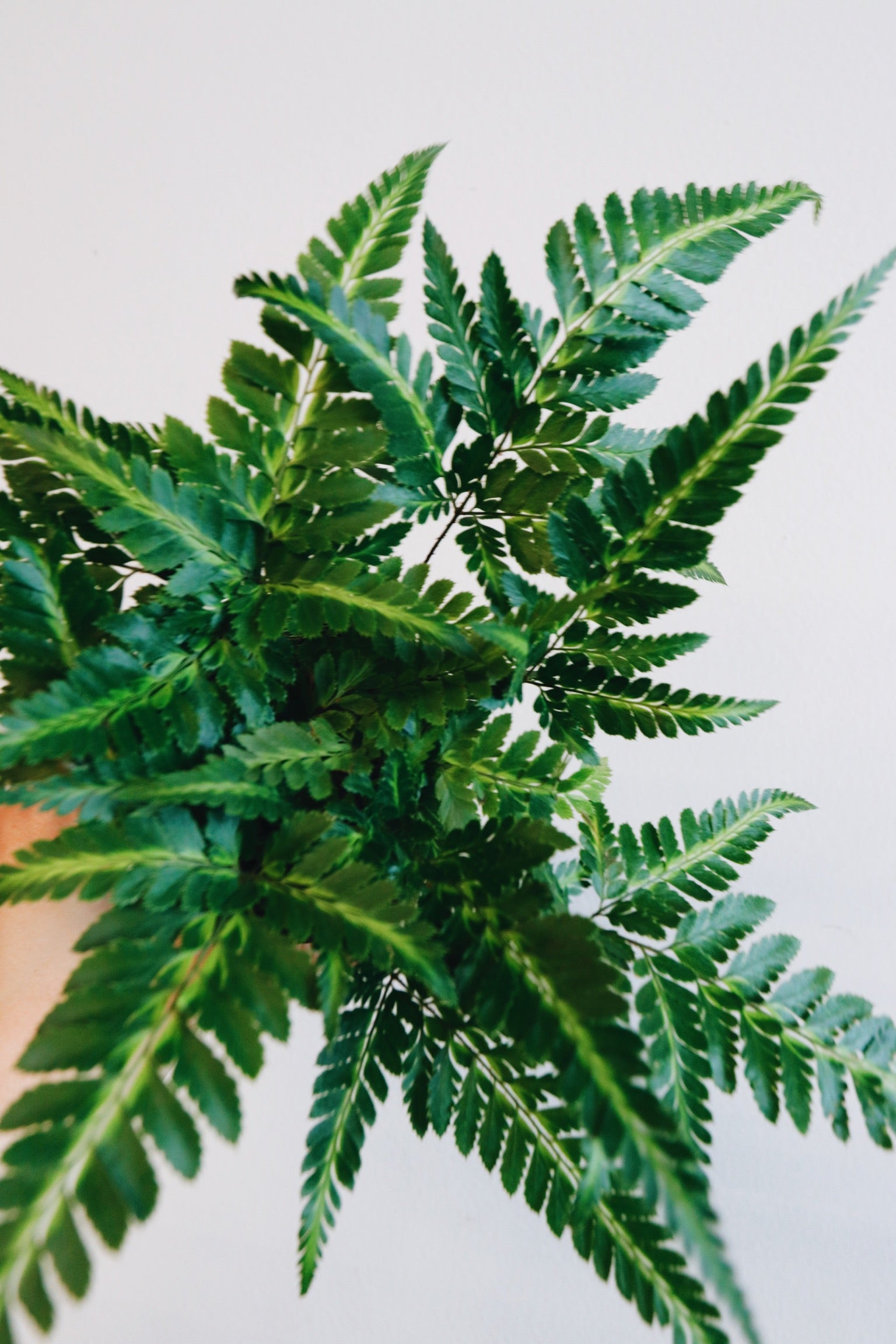 East Indian Holly Fern