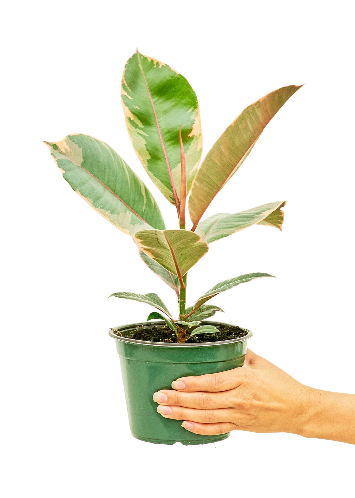 Ficus Elastica 'Tineke' Medium (Nationwide Shipping)
