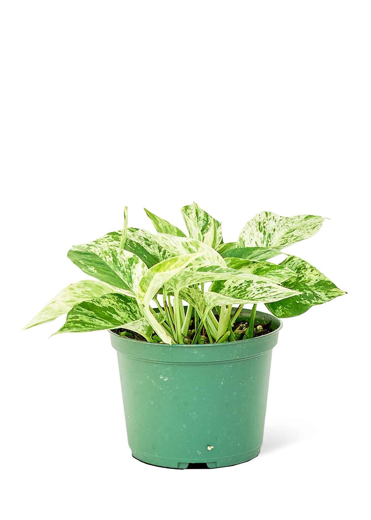 Marble Queen Pothos, Medium (Nationwide Shipping)