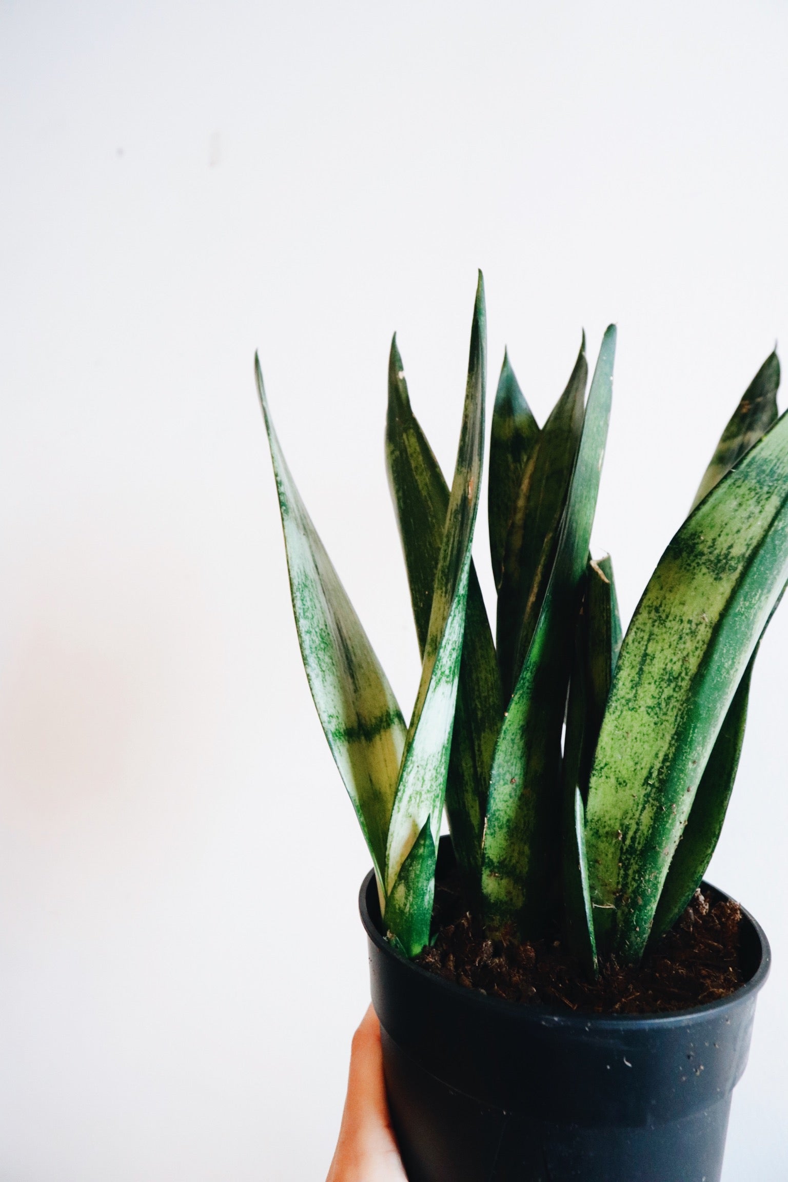 sansevieria frozen Sansevieria Frozen