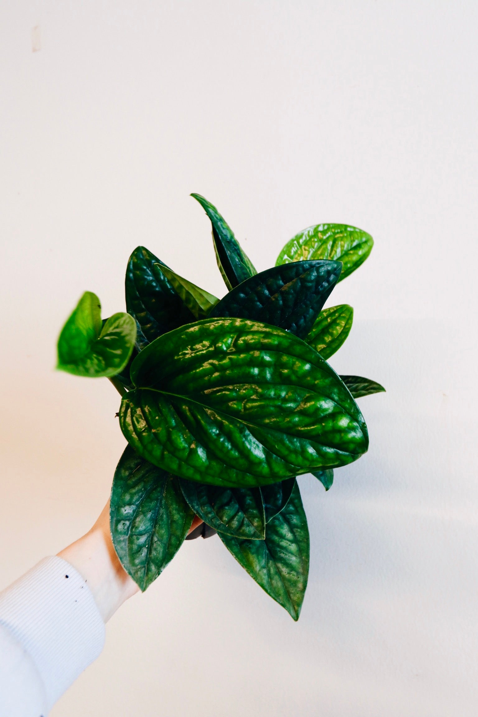 Monstera Peru