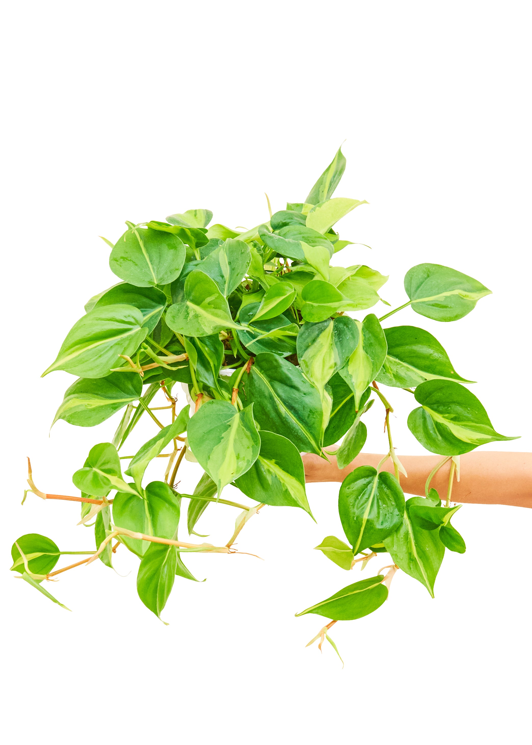 Philodendron Brasil, Large (Nationwide Shipping)