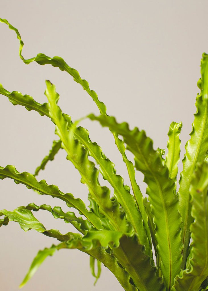 birds nest fern closeup