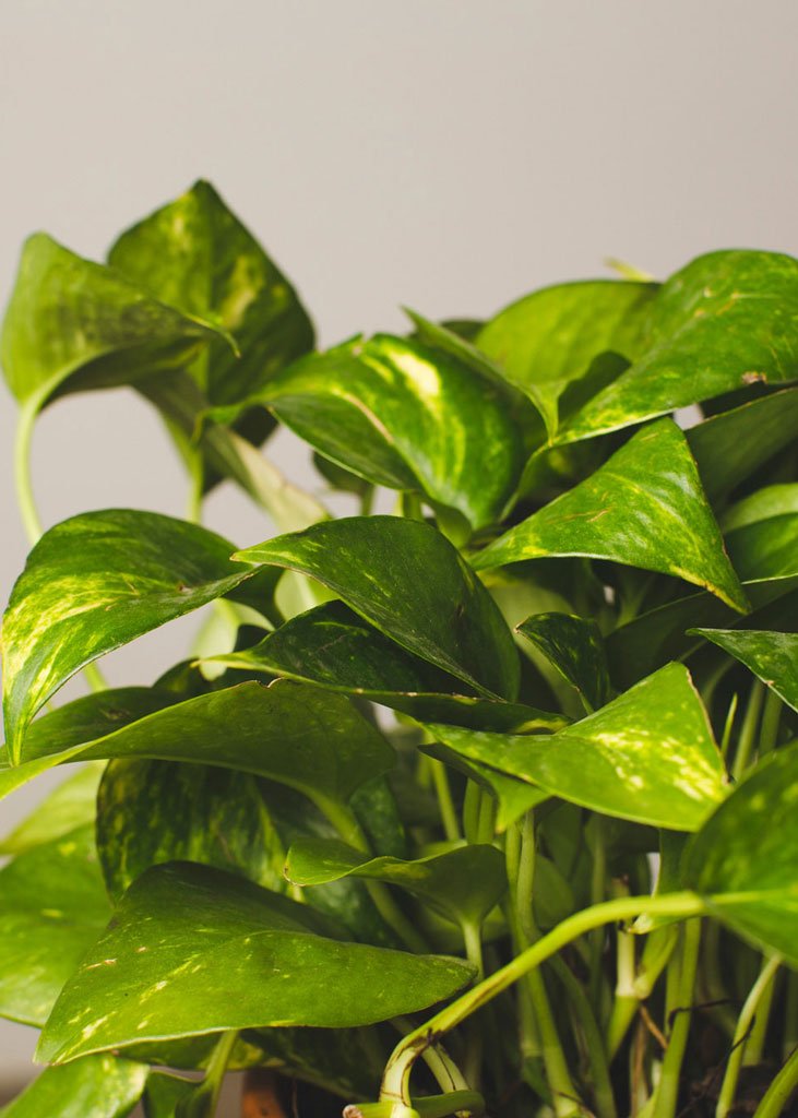 golden pothos terrarium Golden Pothos