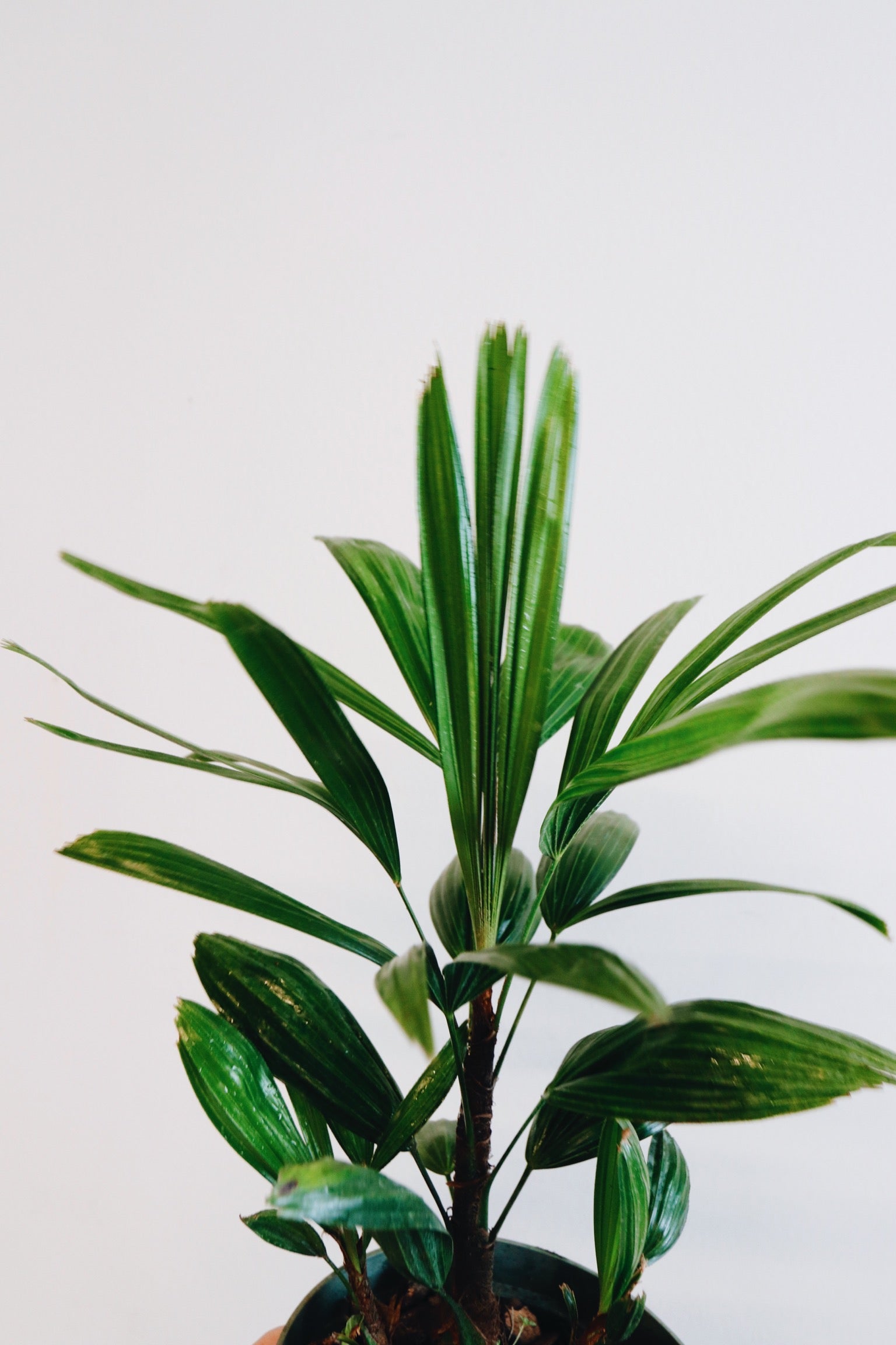 Rhapis Excelsa (aka Lady Palm)