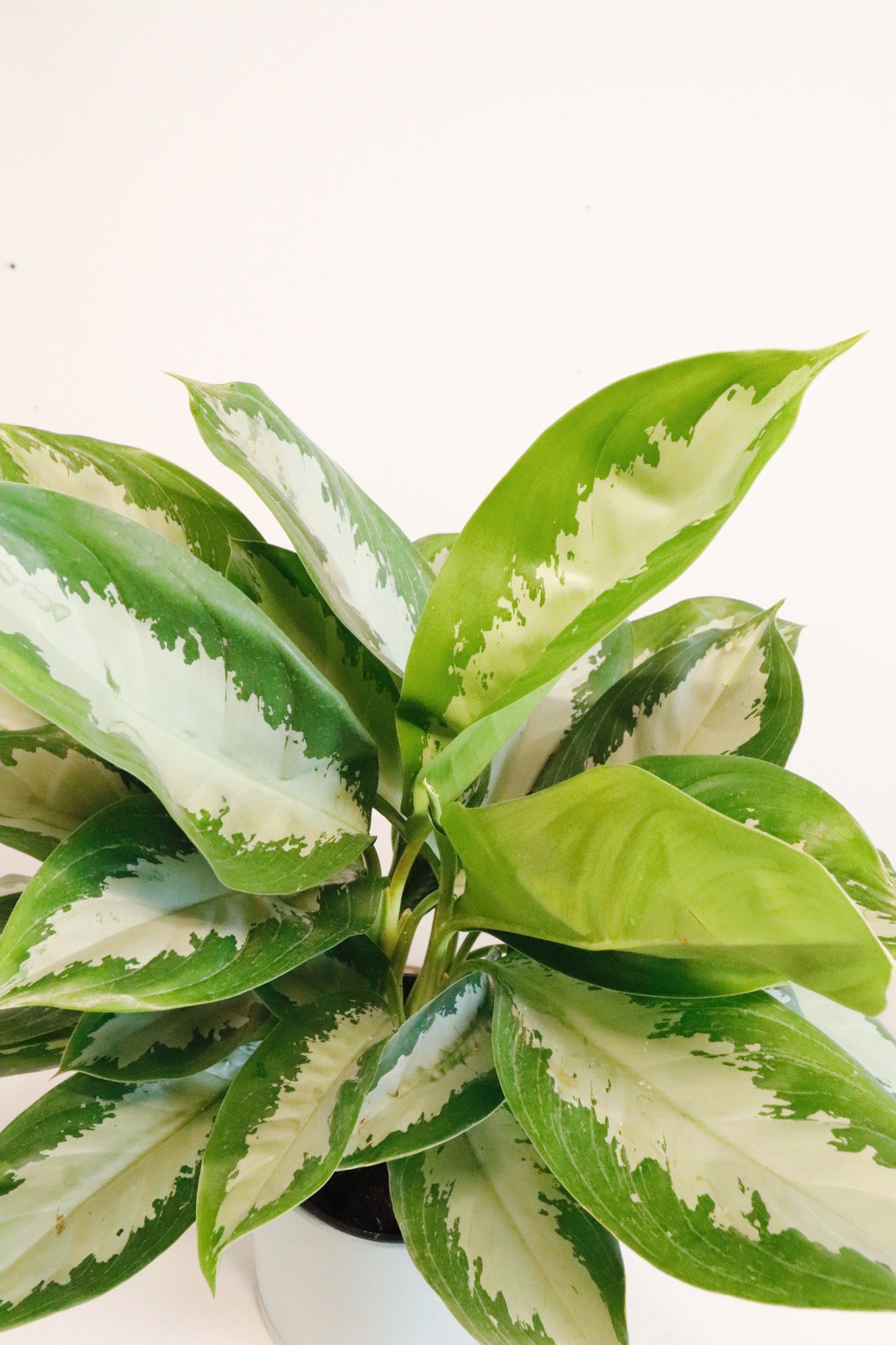 aglaonema large diamond bay Aglaonema 'Diamond Bay'