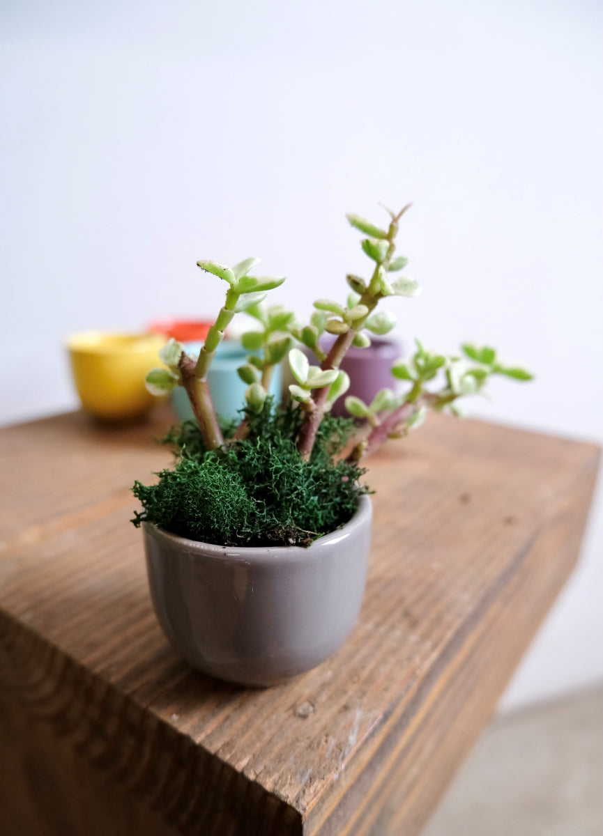 Mini Succulent Cup