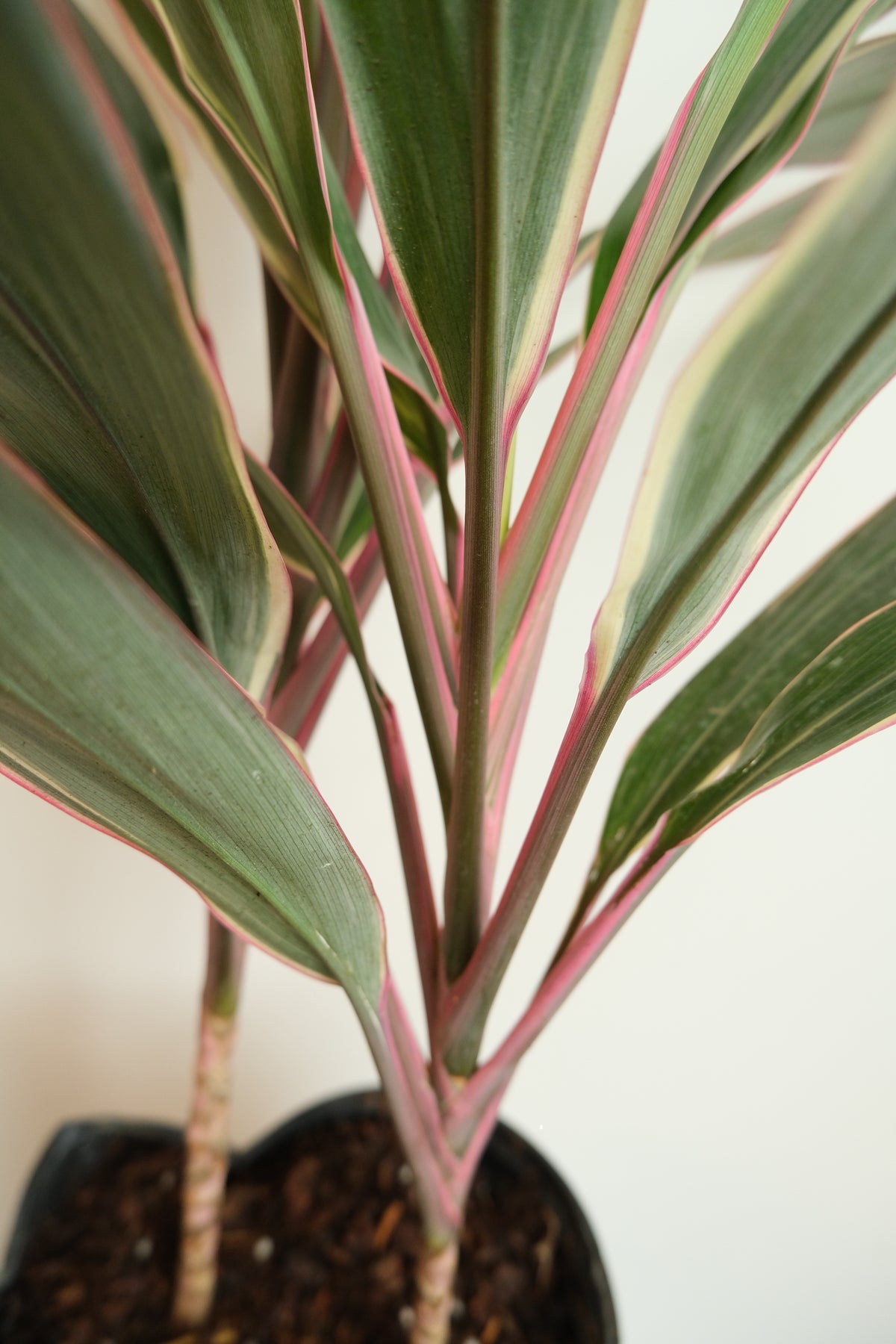 Cordyline 'Pink Diamond'