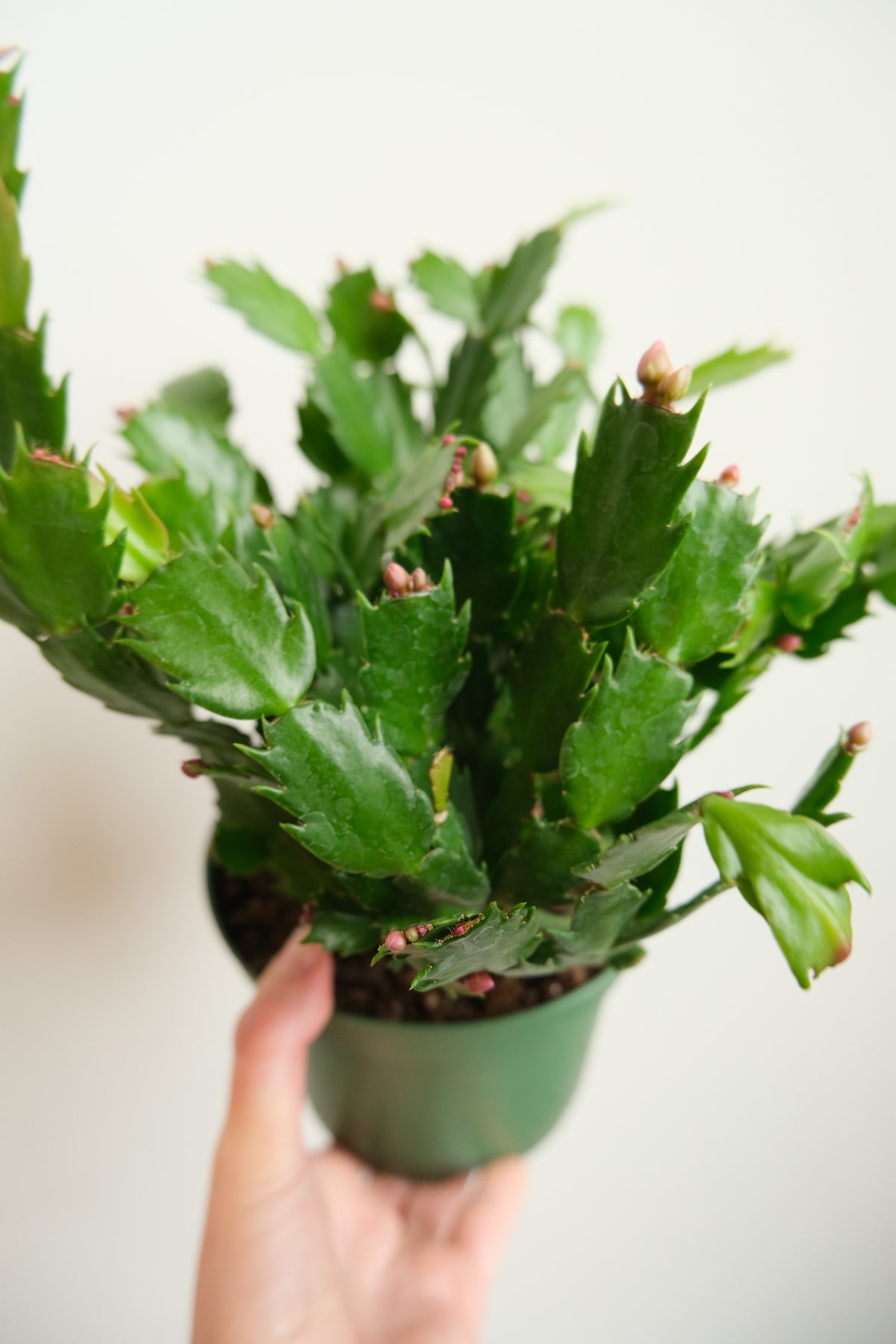 Christmas Cactus (aka Thanksgiving Cactus)