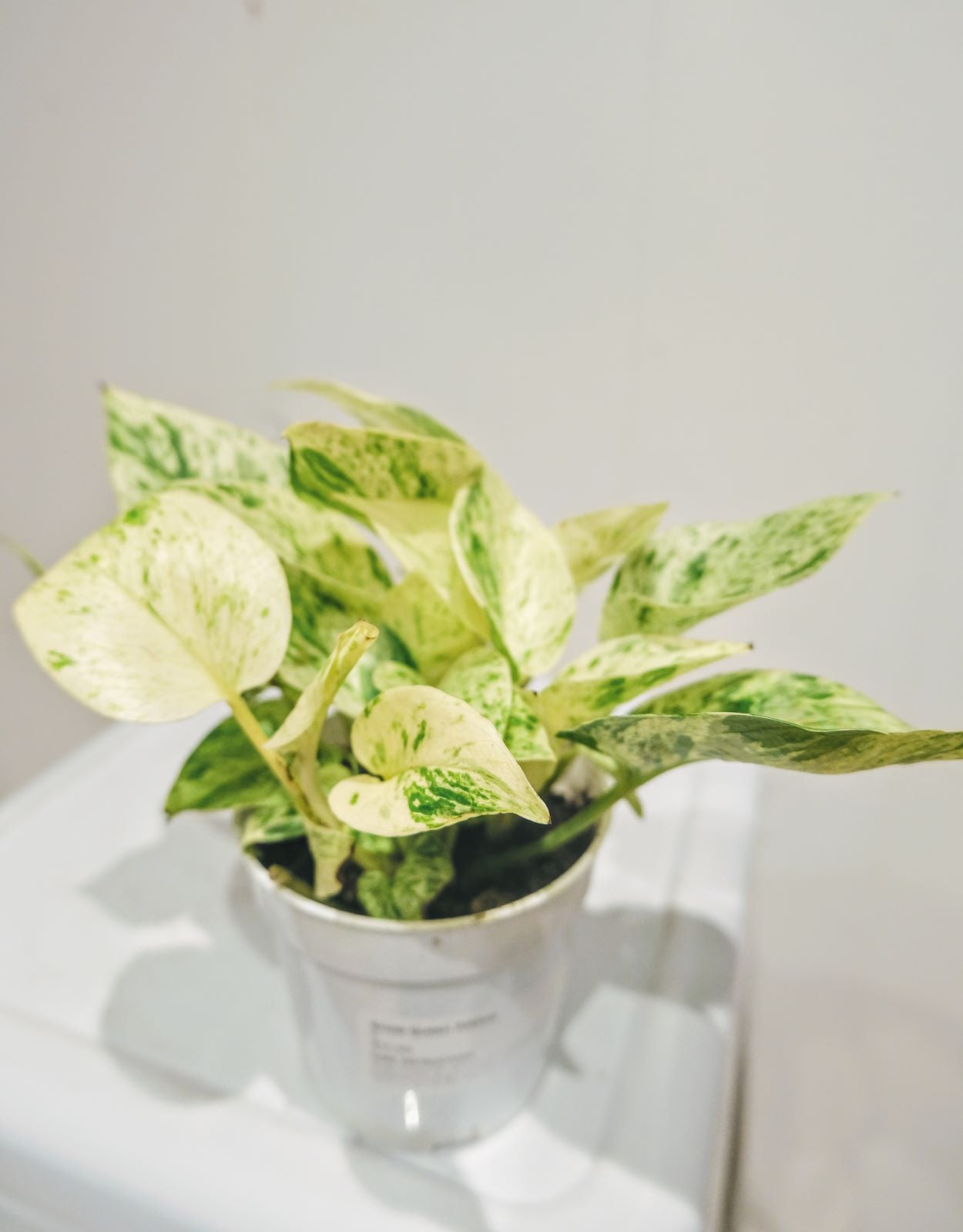 snow queen pothos yellow leaves Snow Queen Pothos – Art Terrarium
