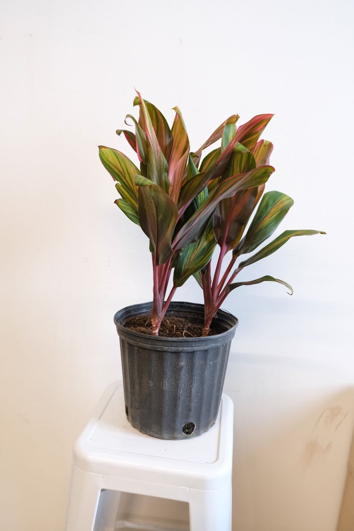 dracaena cordyline harlequin Cordyline 'Harlequin'