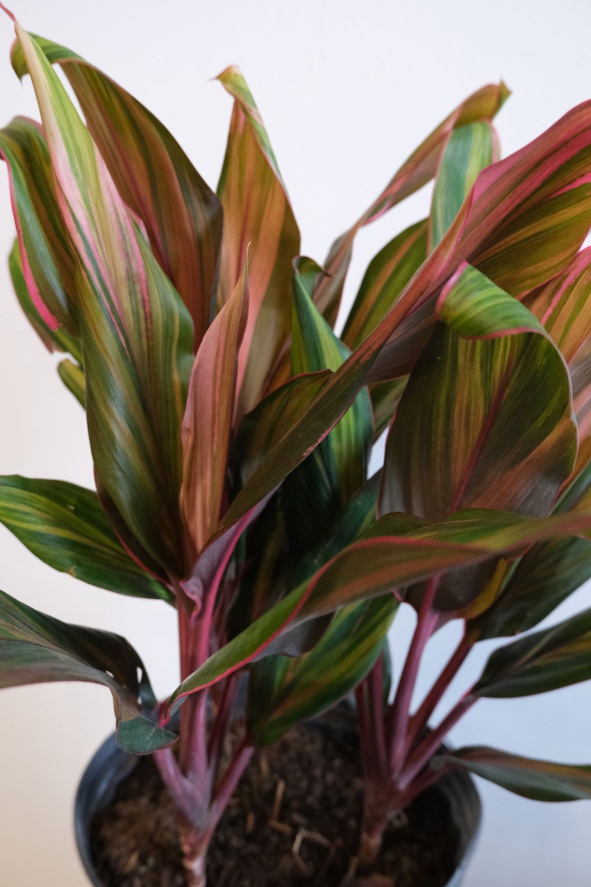 dracaena cordyline harlequin Cordyline 'Harlequin'