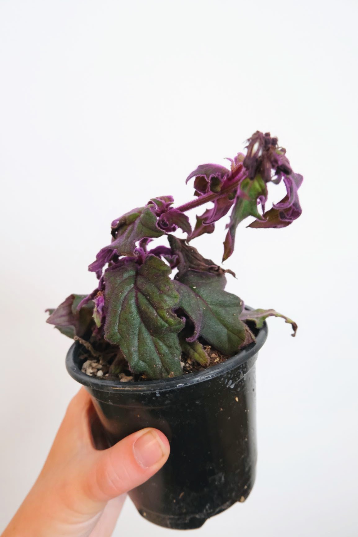 purple passion plant terrarium Purple Passion Plant (Gynura aurantiaca)