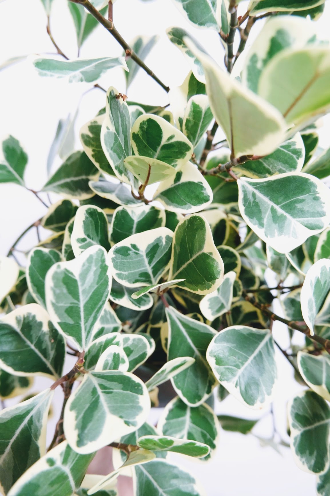 Ficus Triangularis Variegata