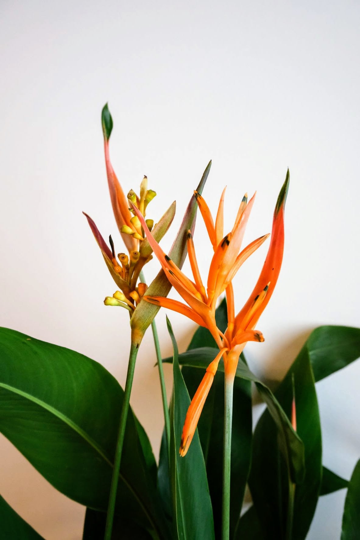 Lobster Claw Plant (Heliconia rostrata)