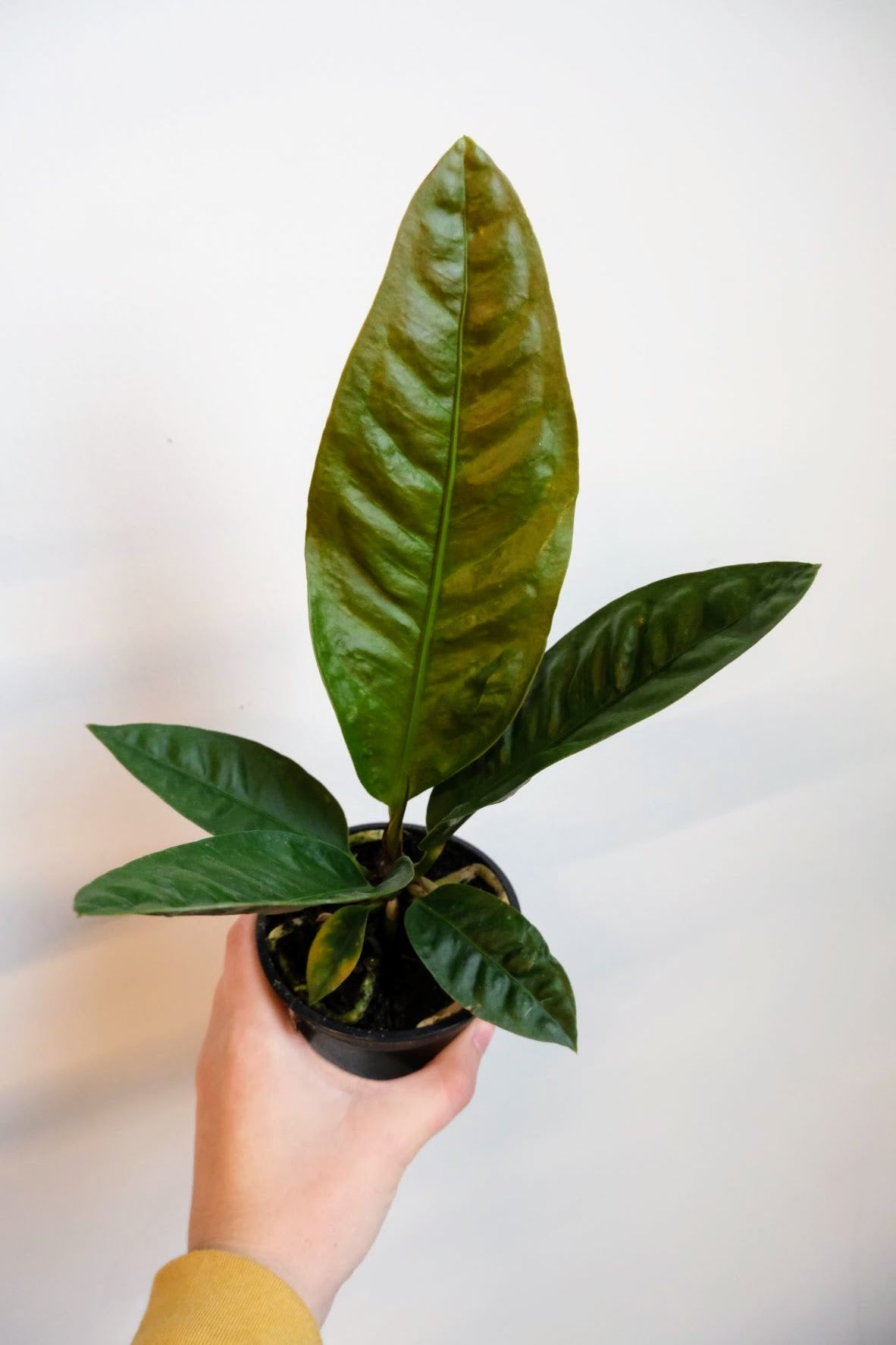 Anthurium Superbum