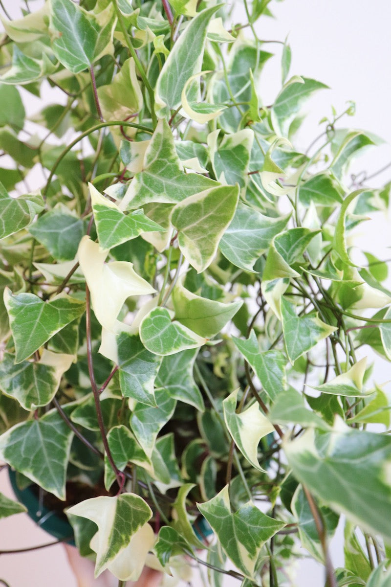 Variegated Wax Ivy (Senecio macroglossus ‘Variegatus’)