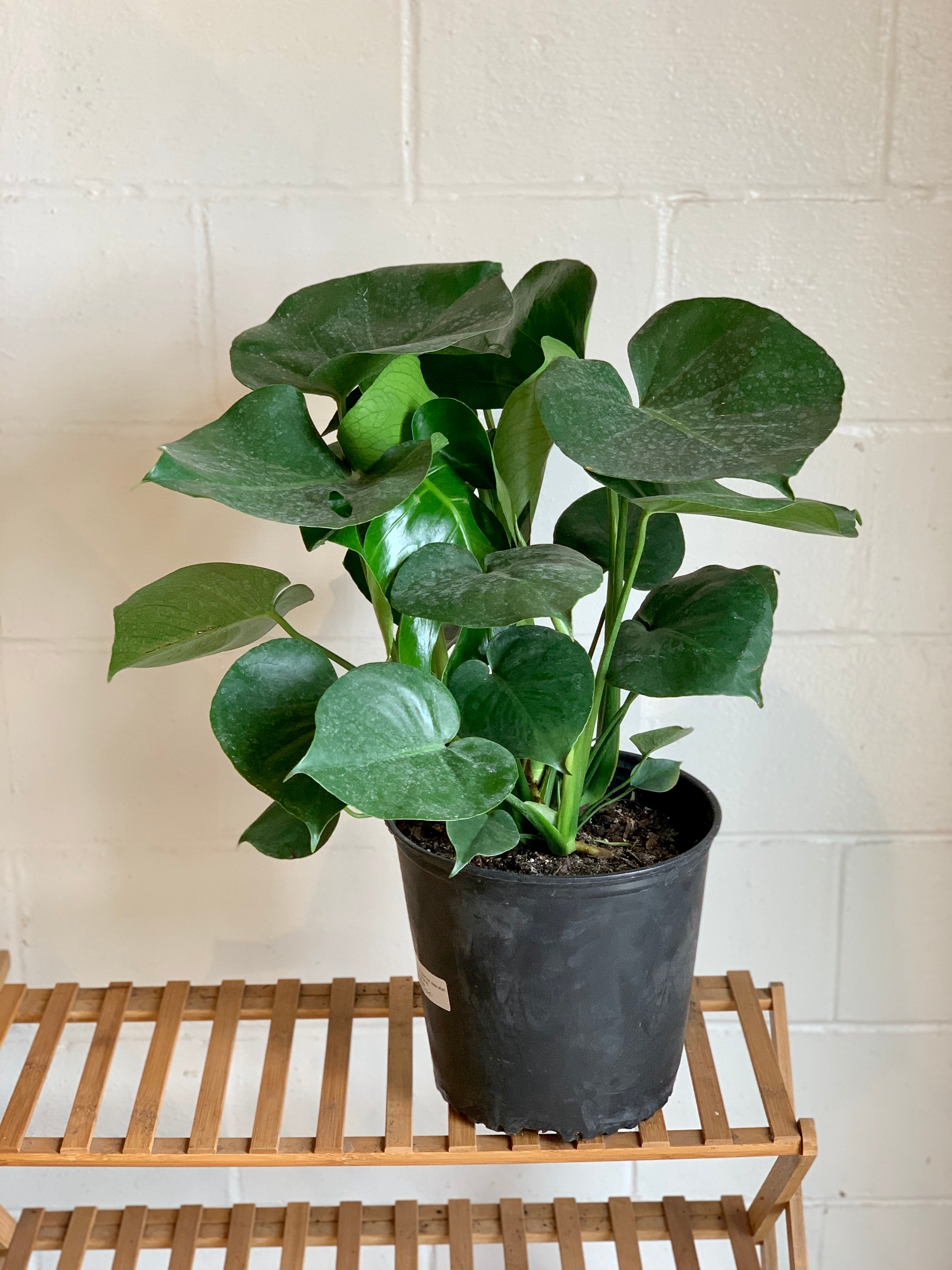 monstera plant trader joe's Monstera Deliciosa – Art Terrarium