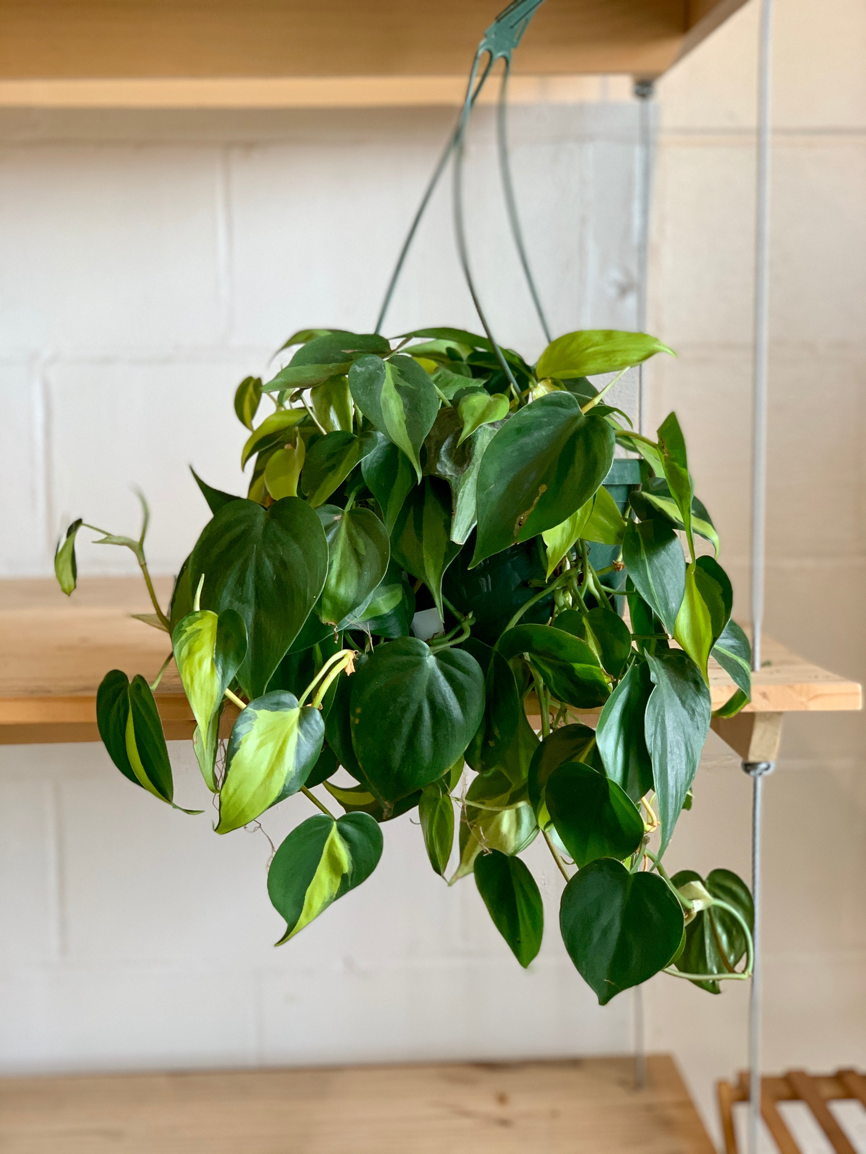 philodendron brasil low light Philodendron