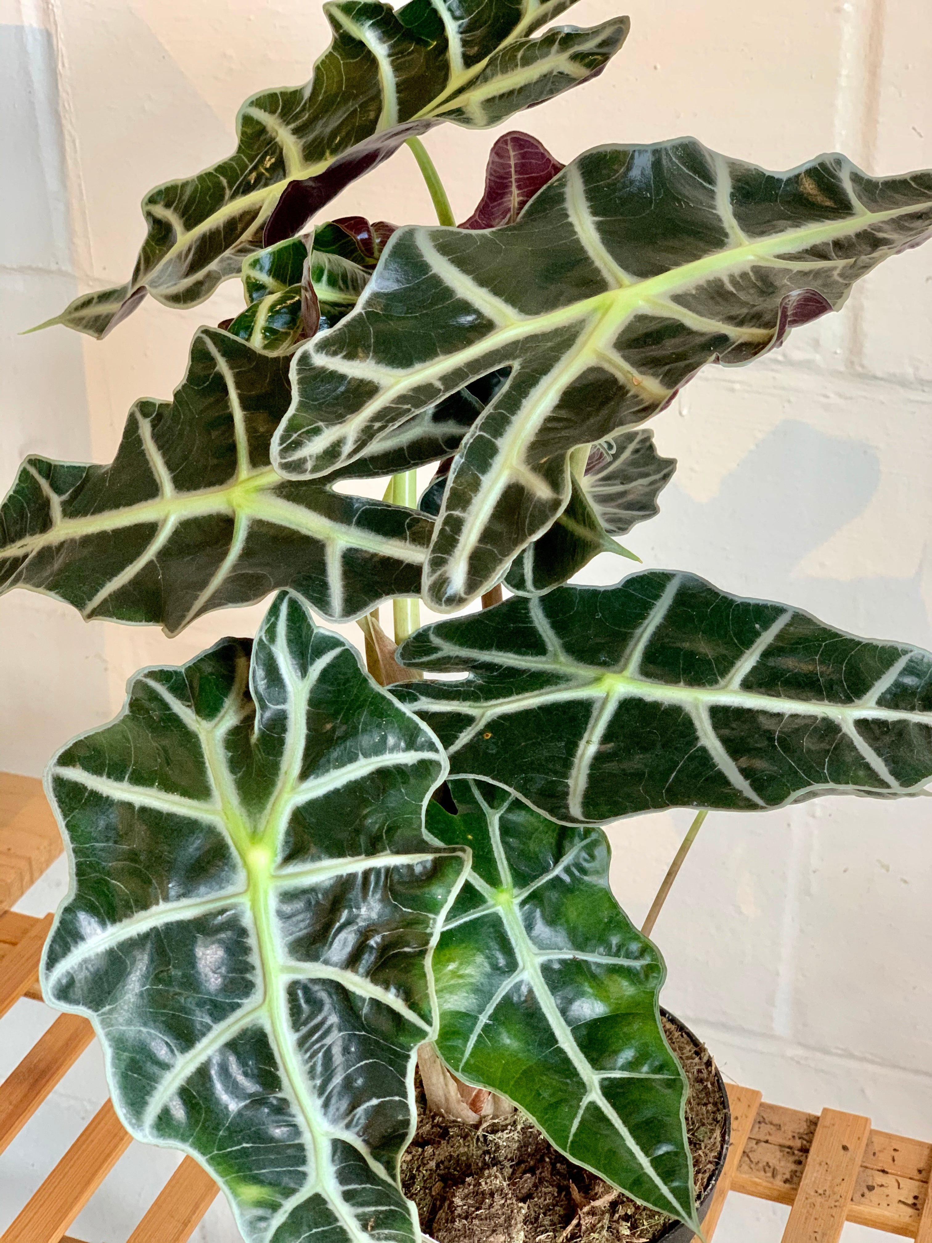 Alocasia - African Mask
