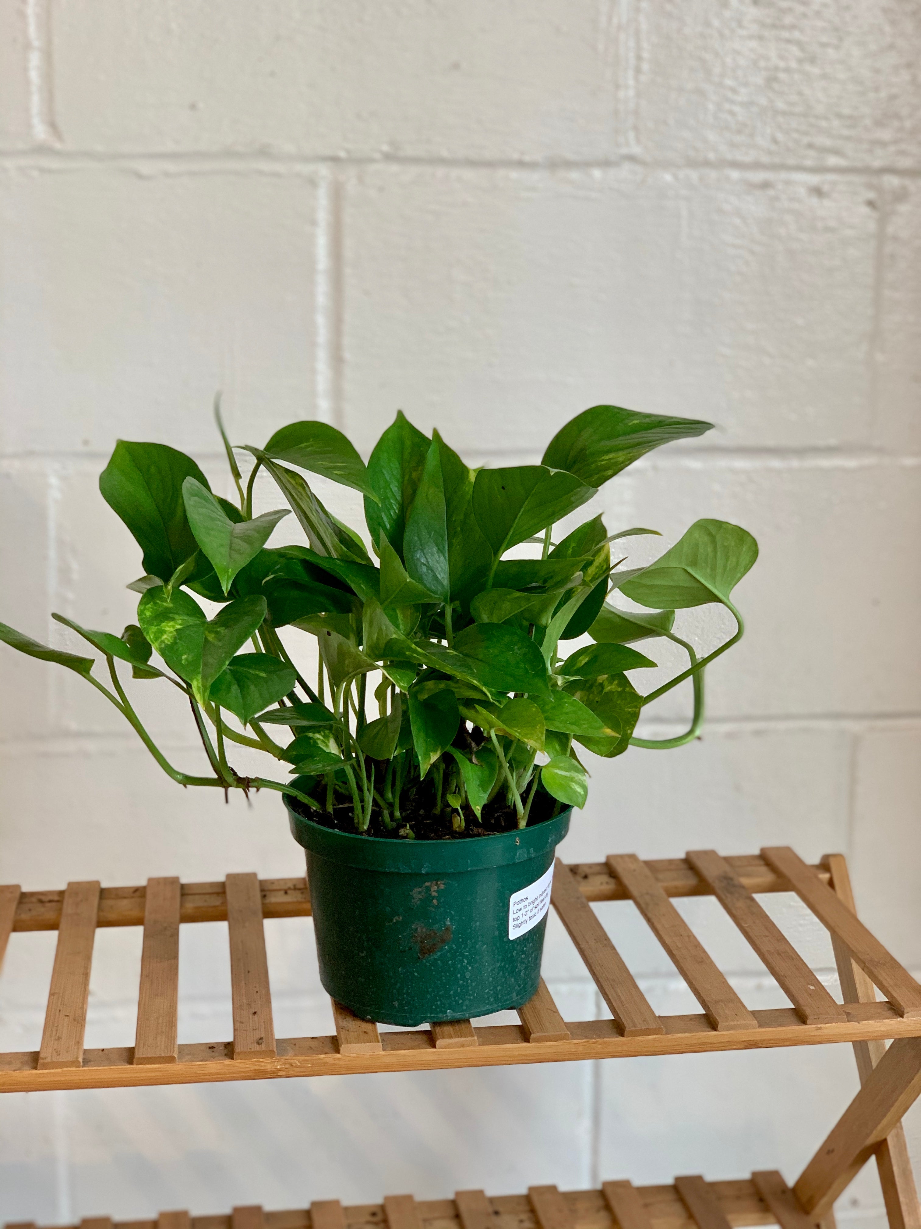 terrarium pothos Golden Pothos – Art Terrarium