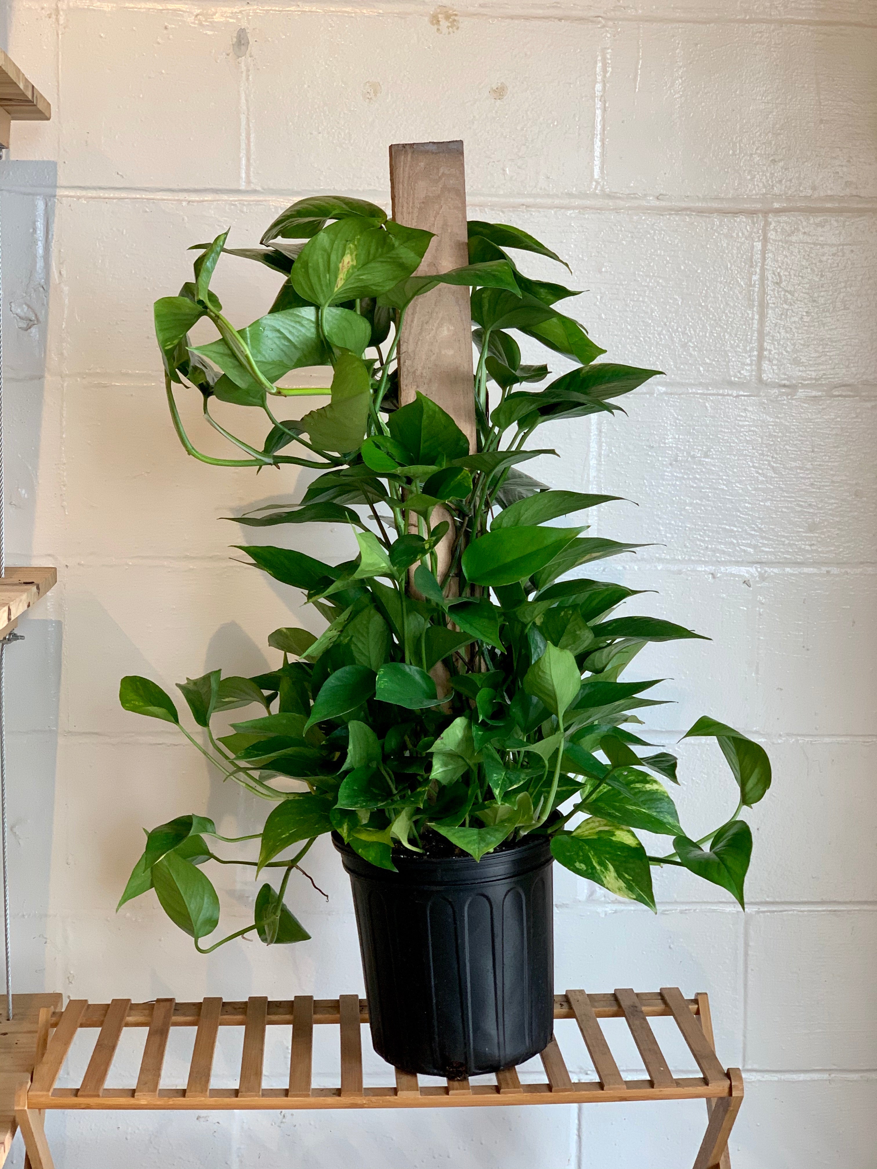 golden pothos terrarium Golden Pothos