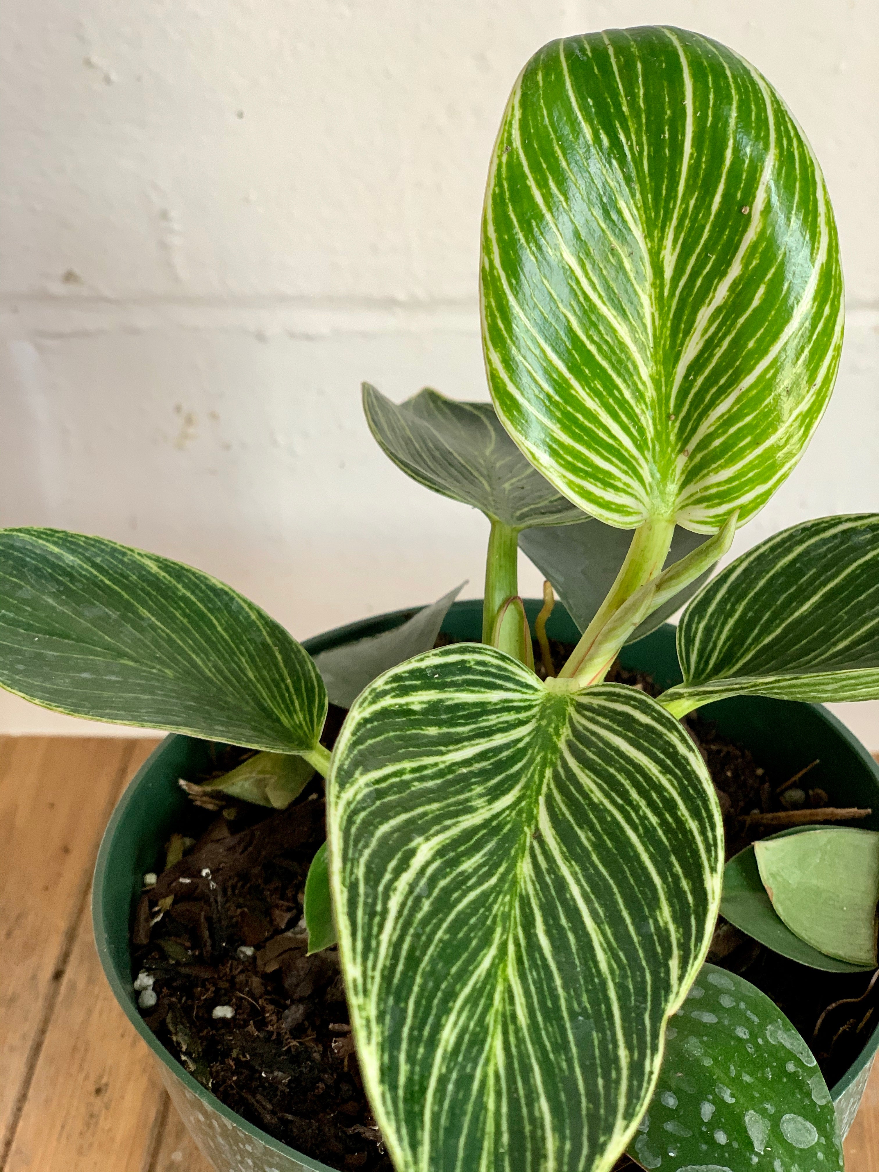 Philodendron Birkin