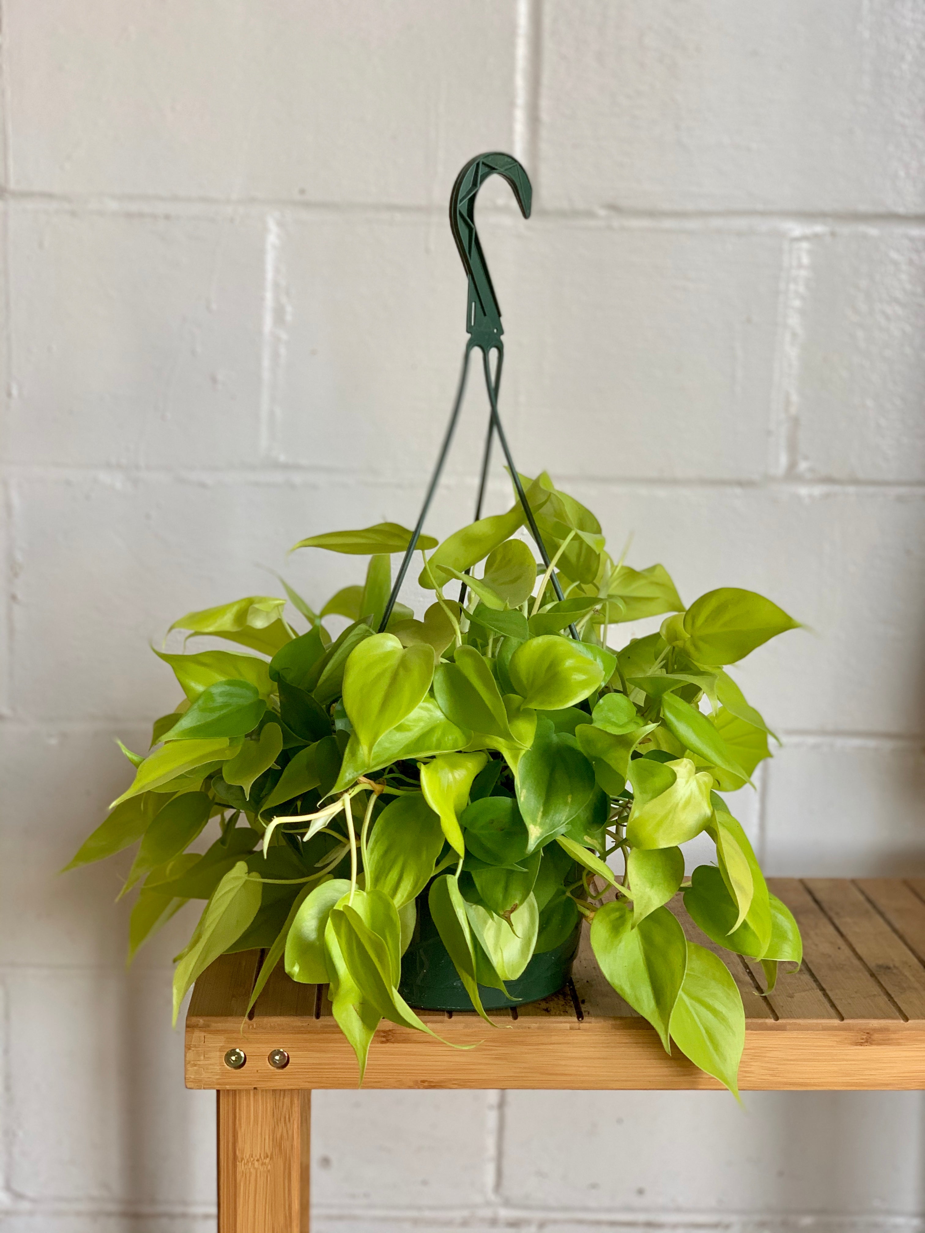 lemon lime vining philodendron Philodendron