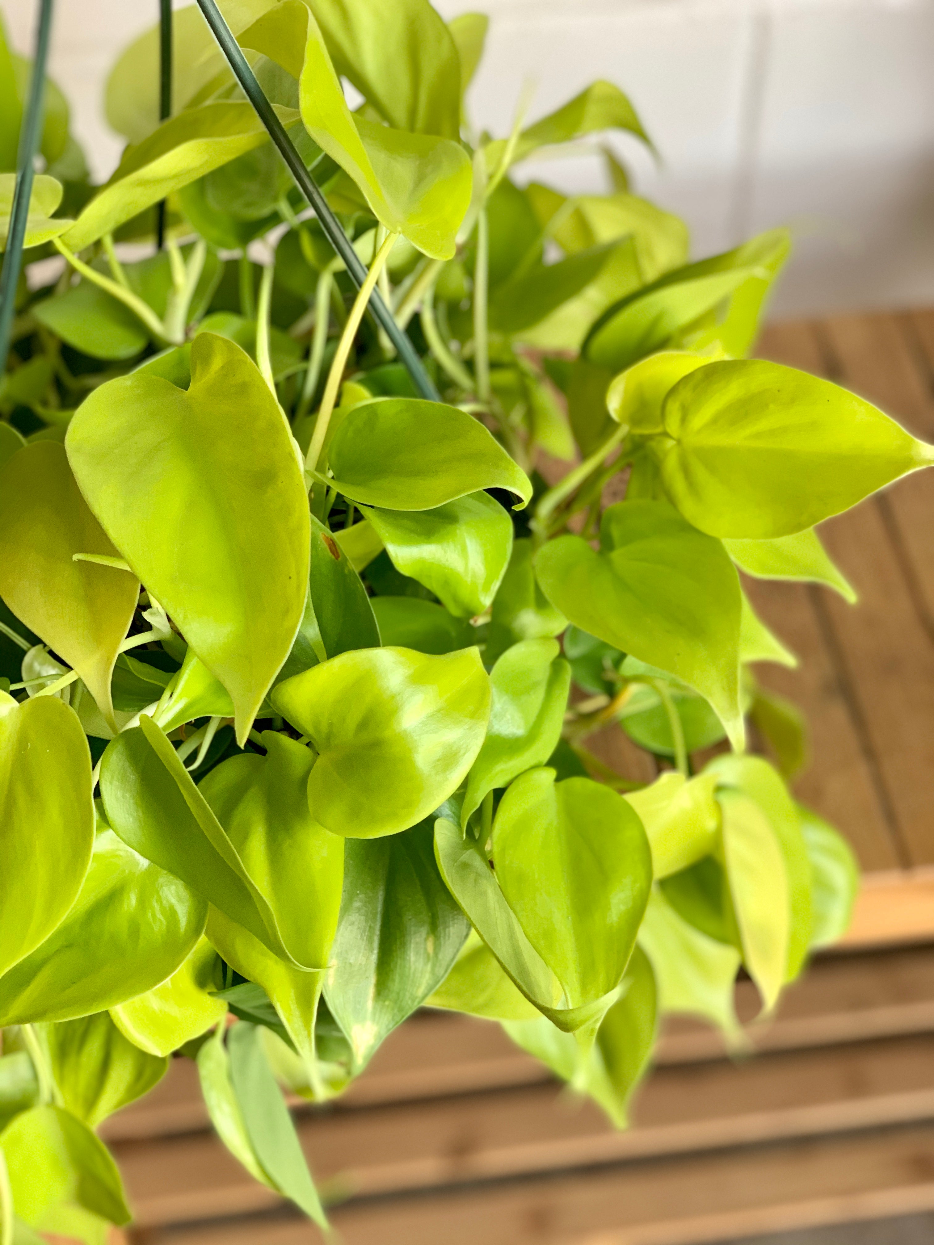 neon pothos or lemon lime philodendron Philodendron