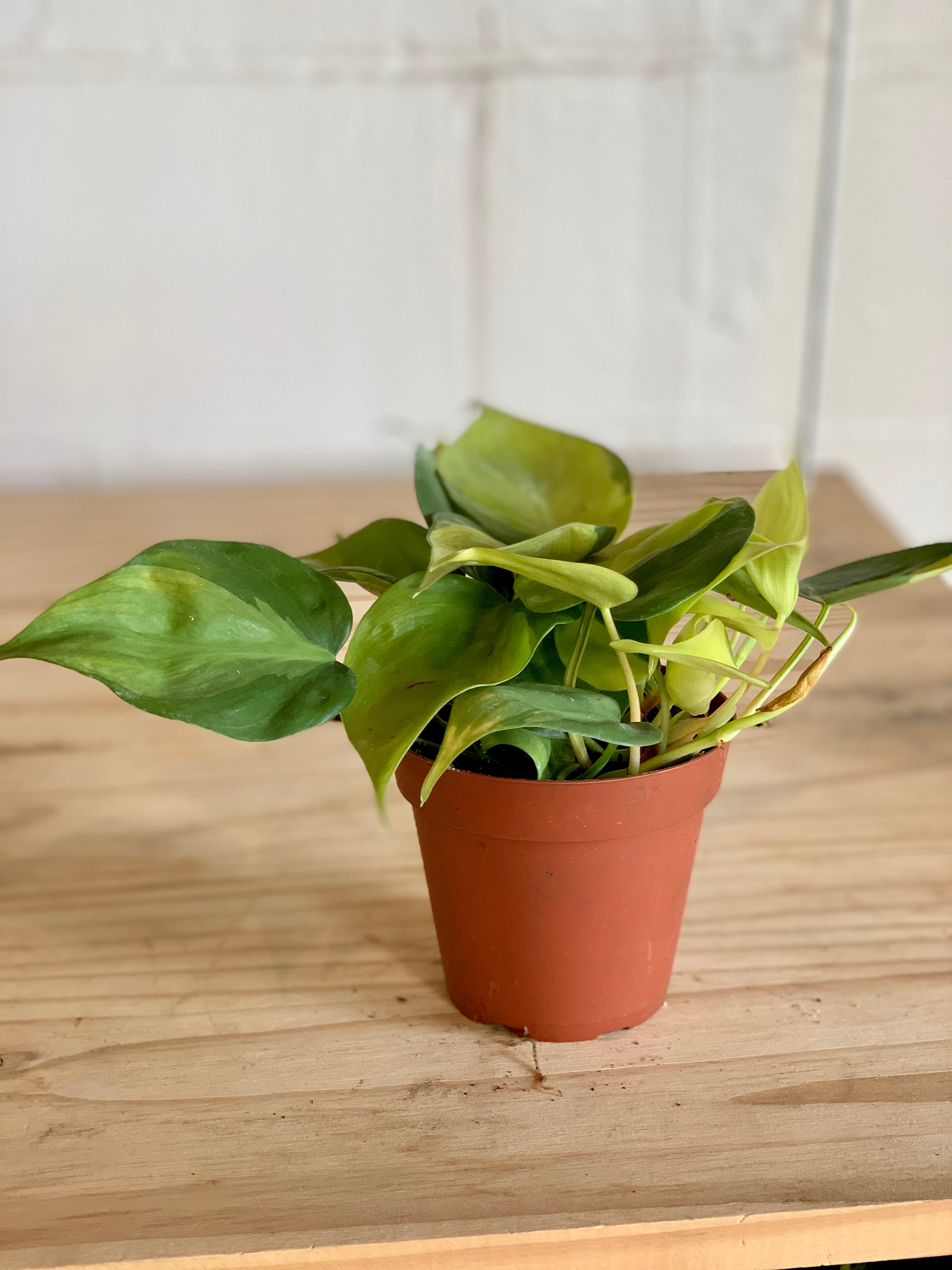 philodendron brasil low light Philodendron