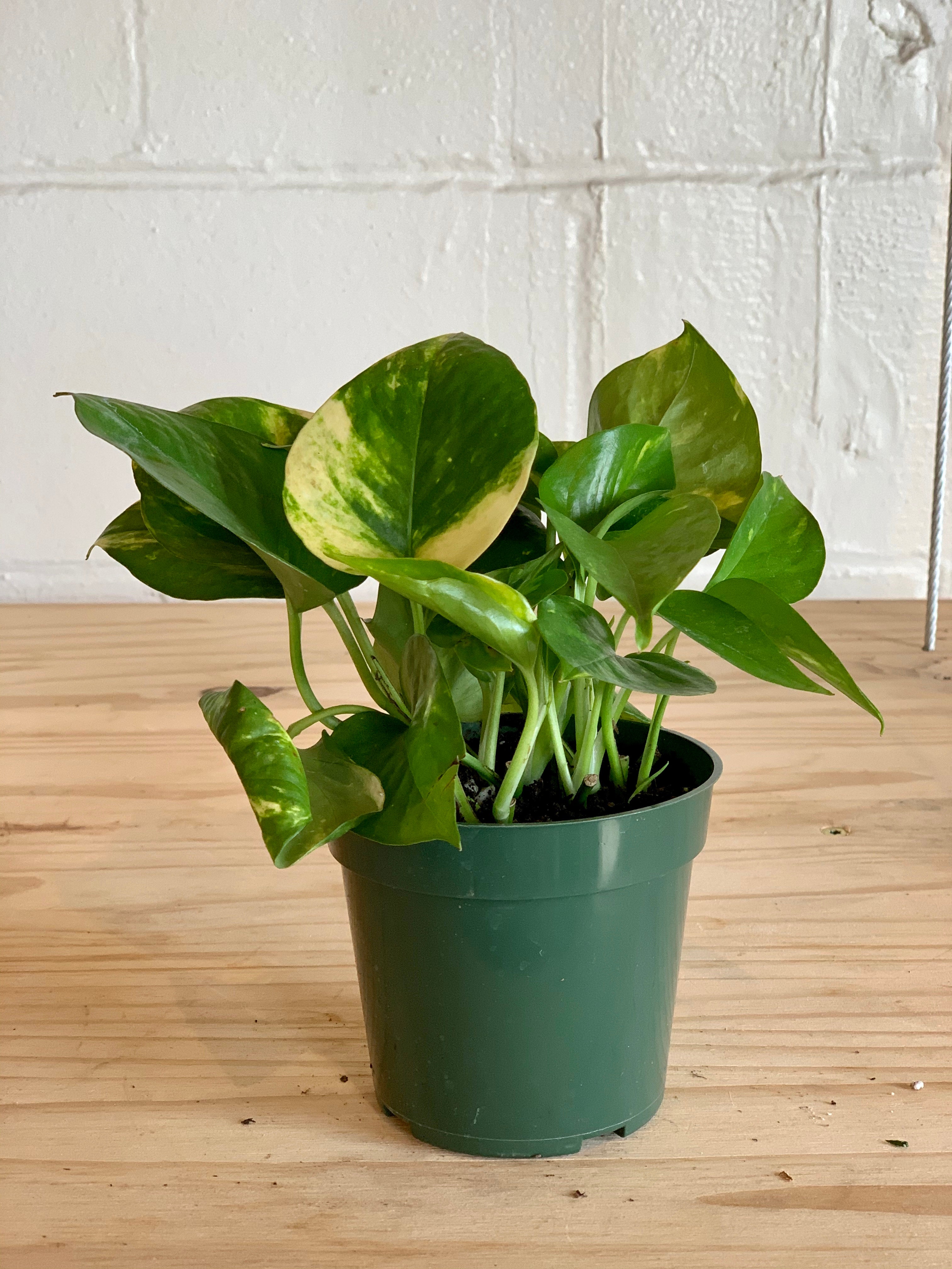 gouden pothos Golden Pothos – Art Terrarium