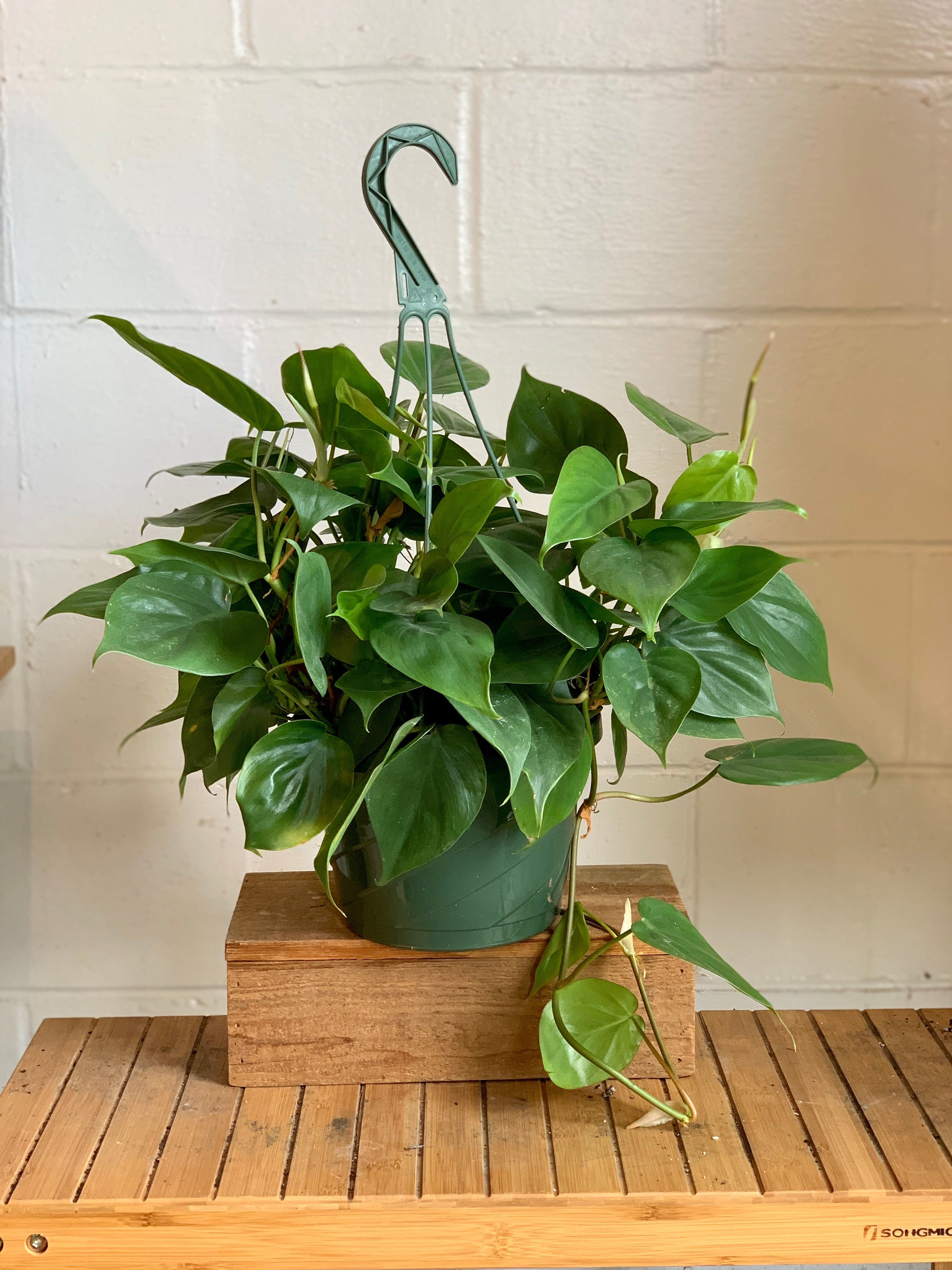 philodendron cordatum water Philodendron