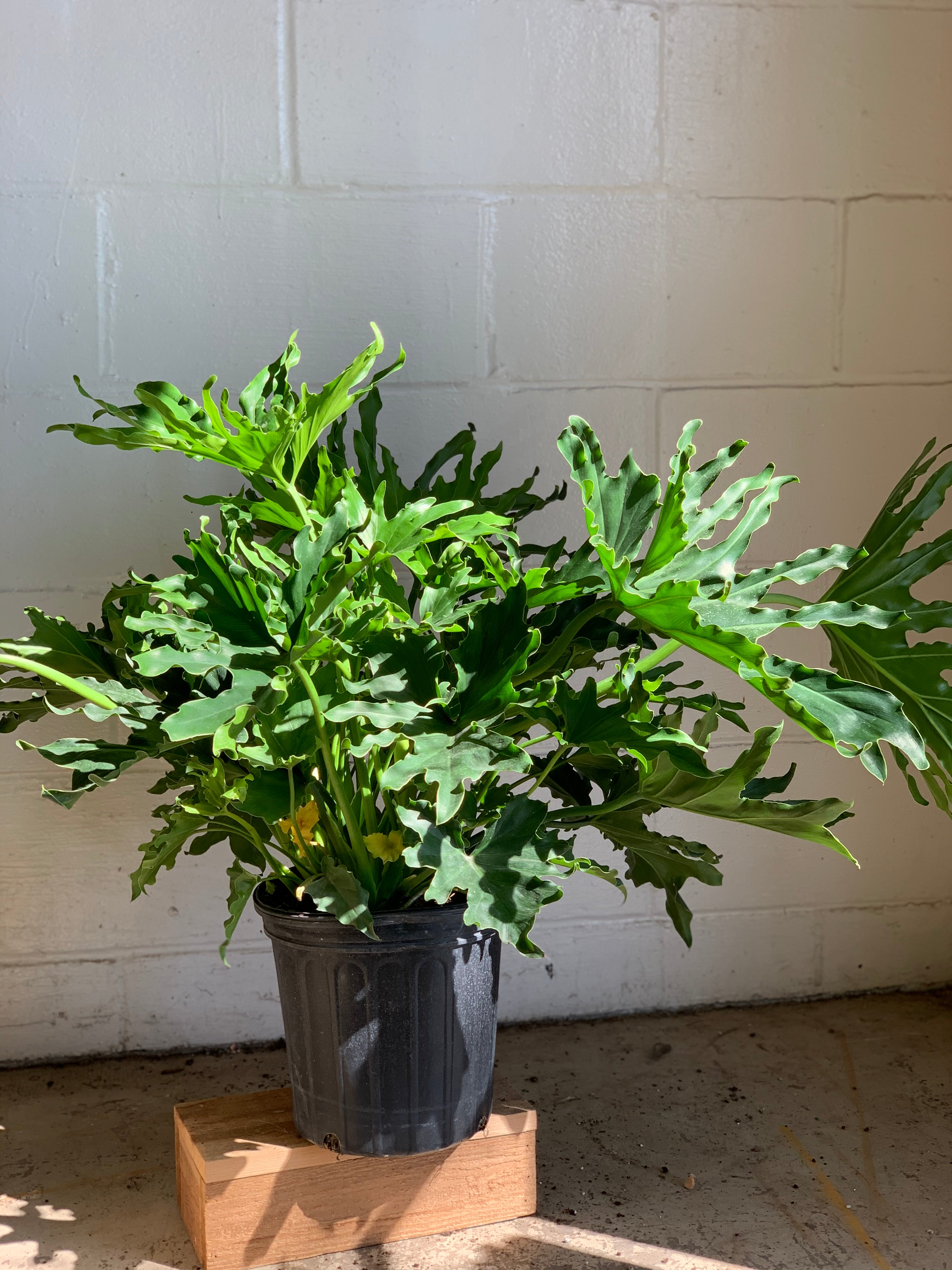 Philodendron - Hope Selloum