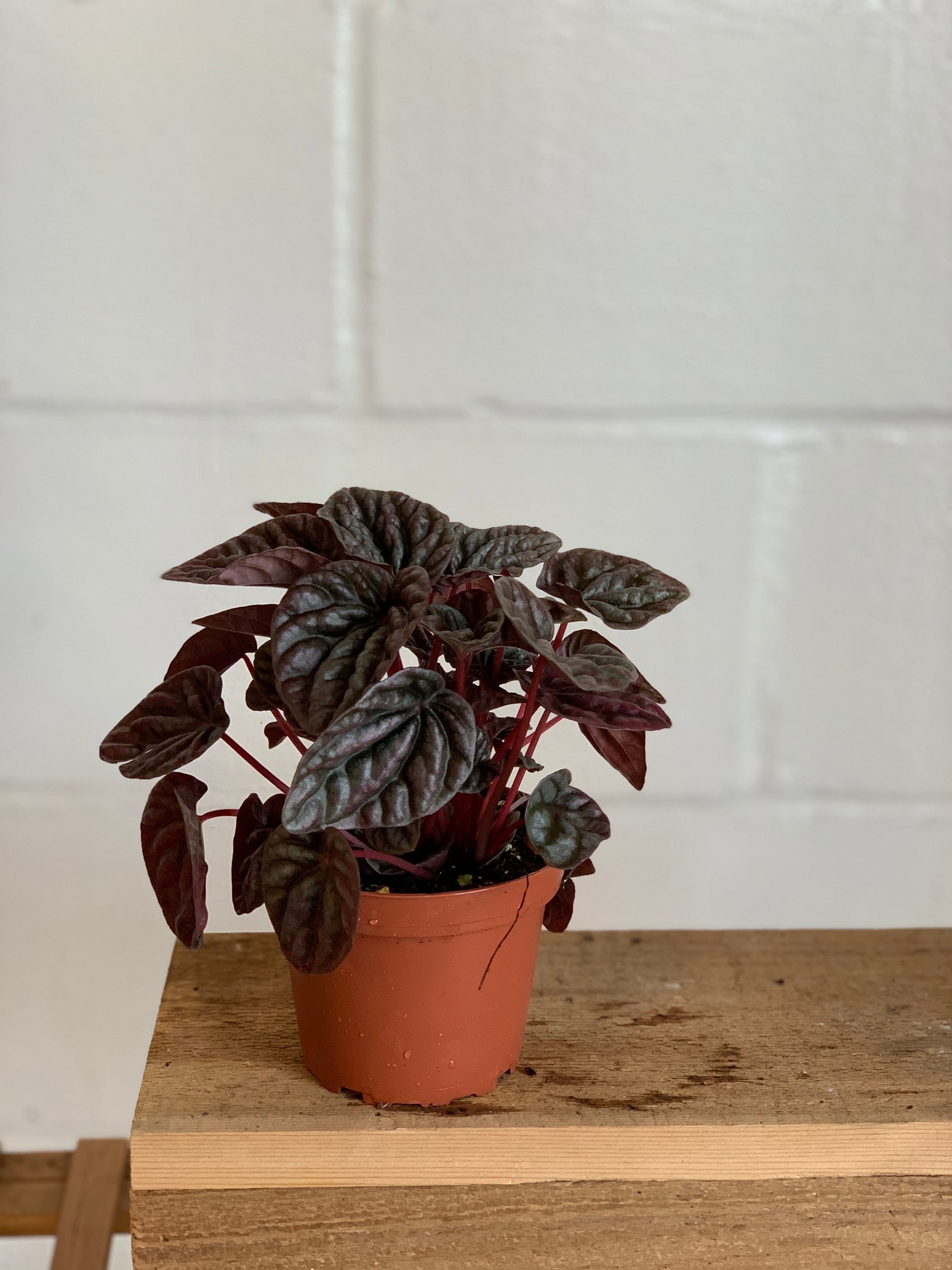 Peperomia Ripple