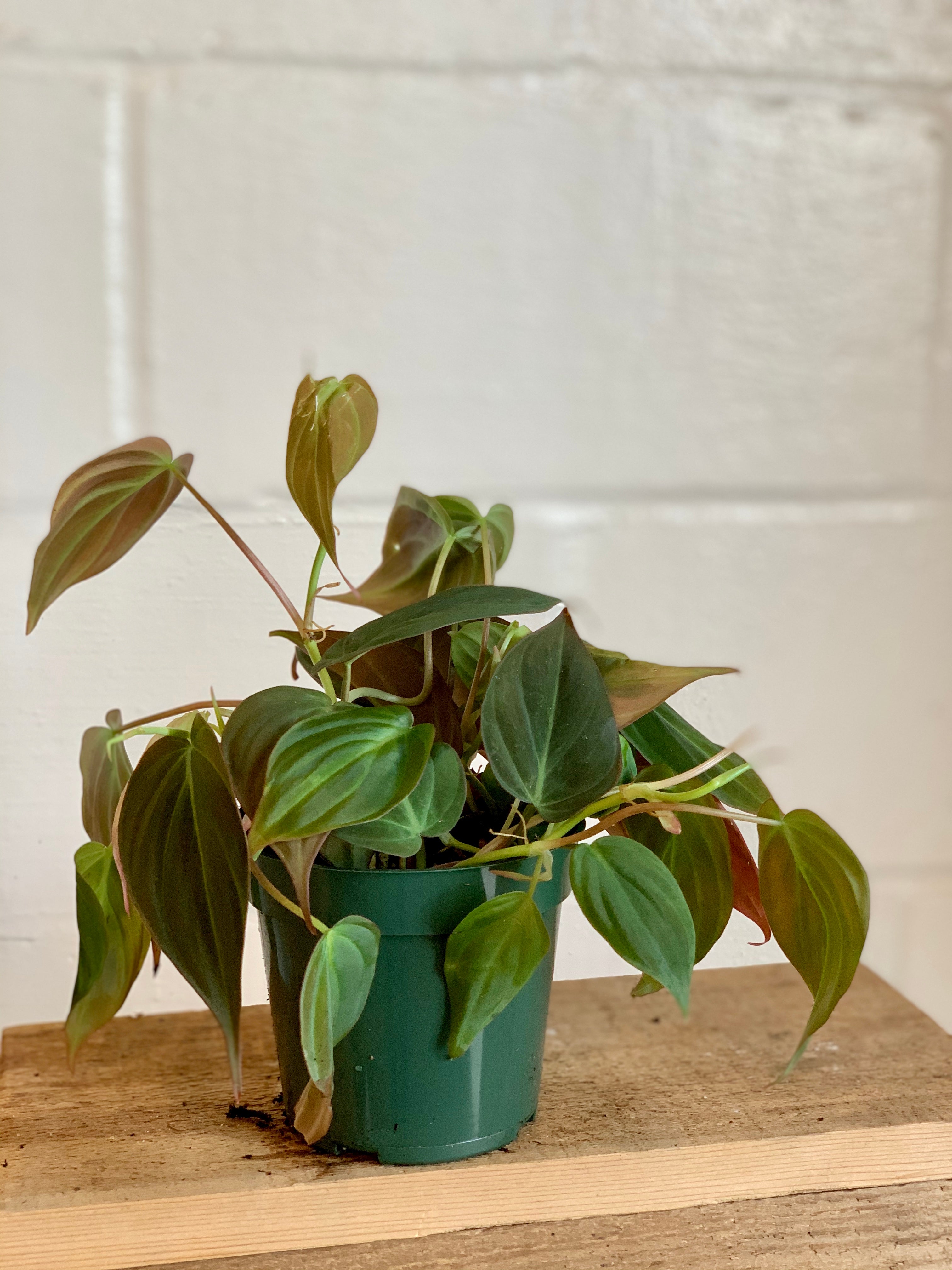 Philodendron Micans