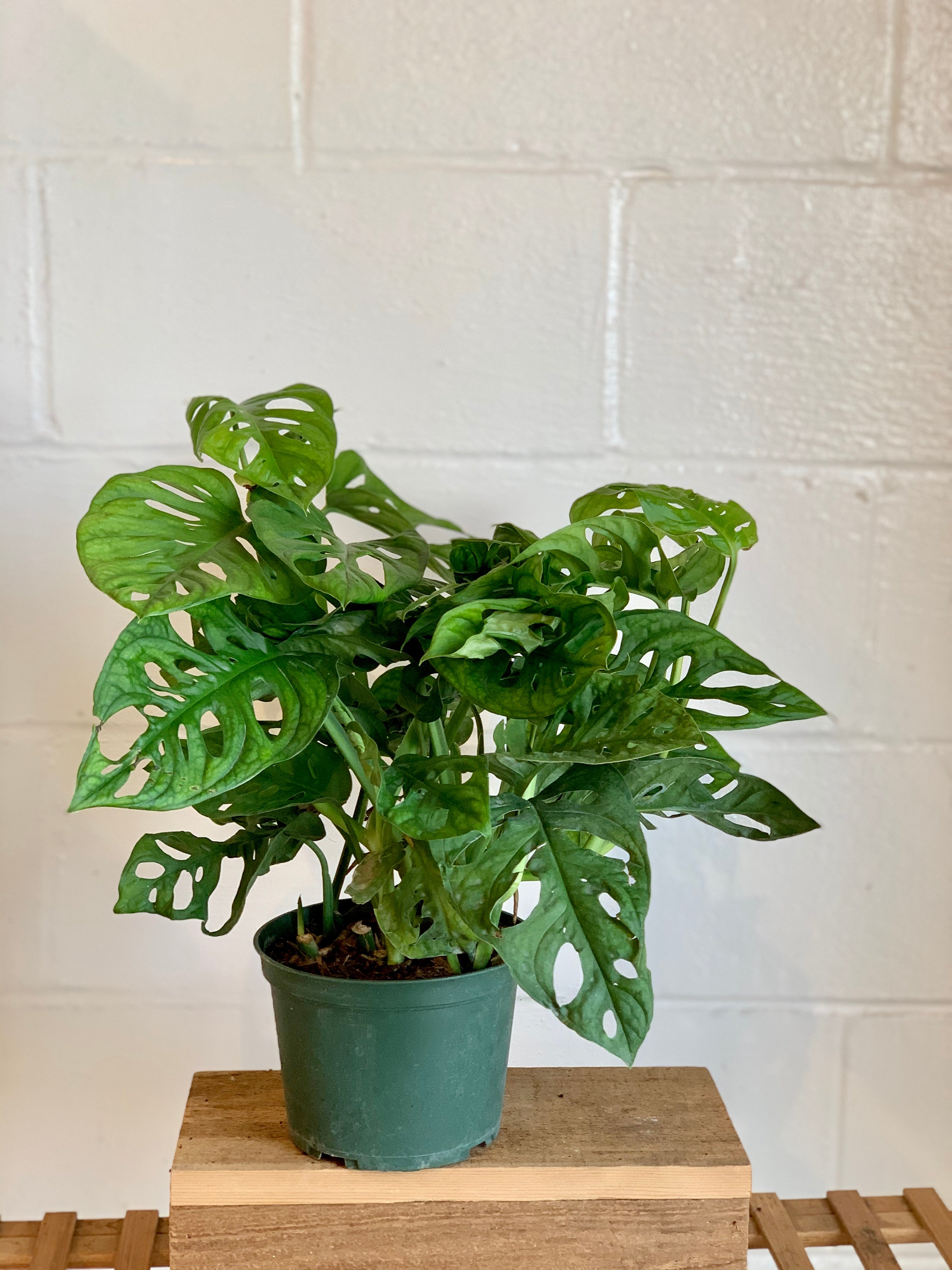 philo swiss cheese plant Monstera Adansonii (Swiss Cheese Philo)