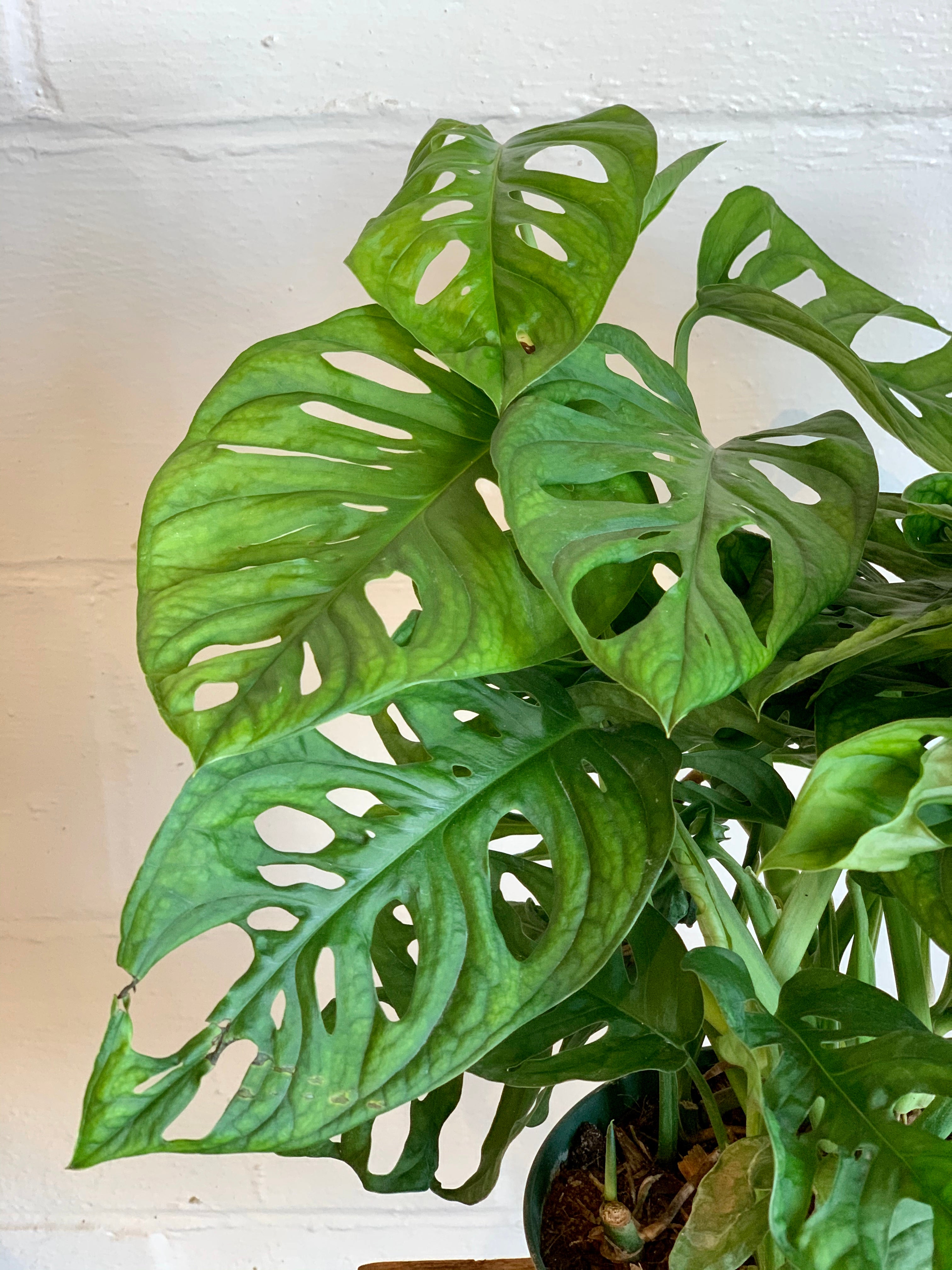 healthy monstera adansonii Monstera Adansonii (Swiss Cheese Philo) – Art Terrarium