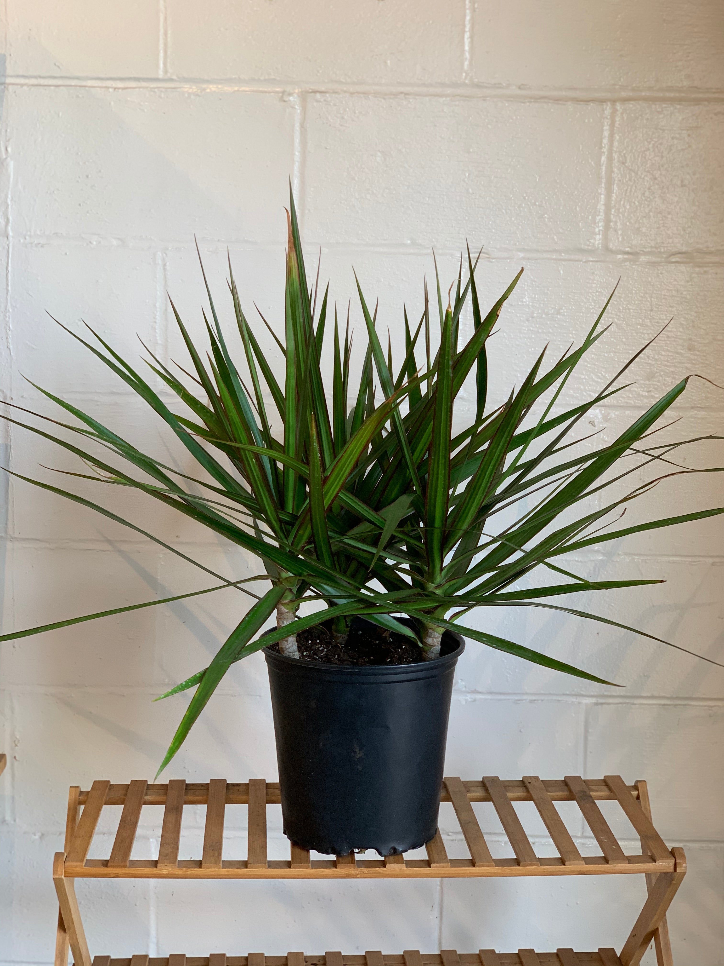 dracaena marginata terrarium Dracaena Marginata
