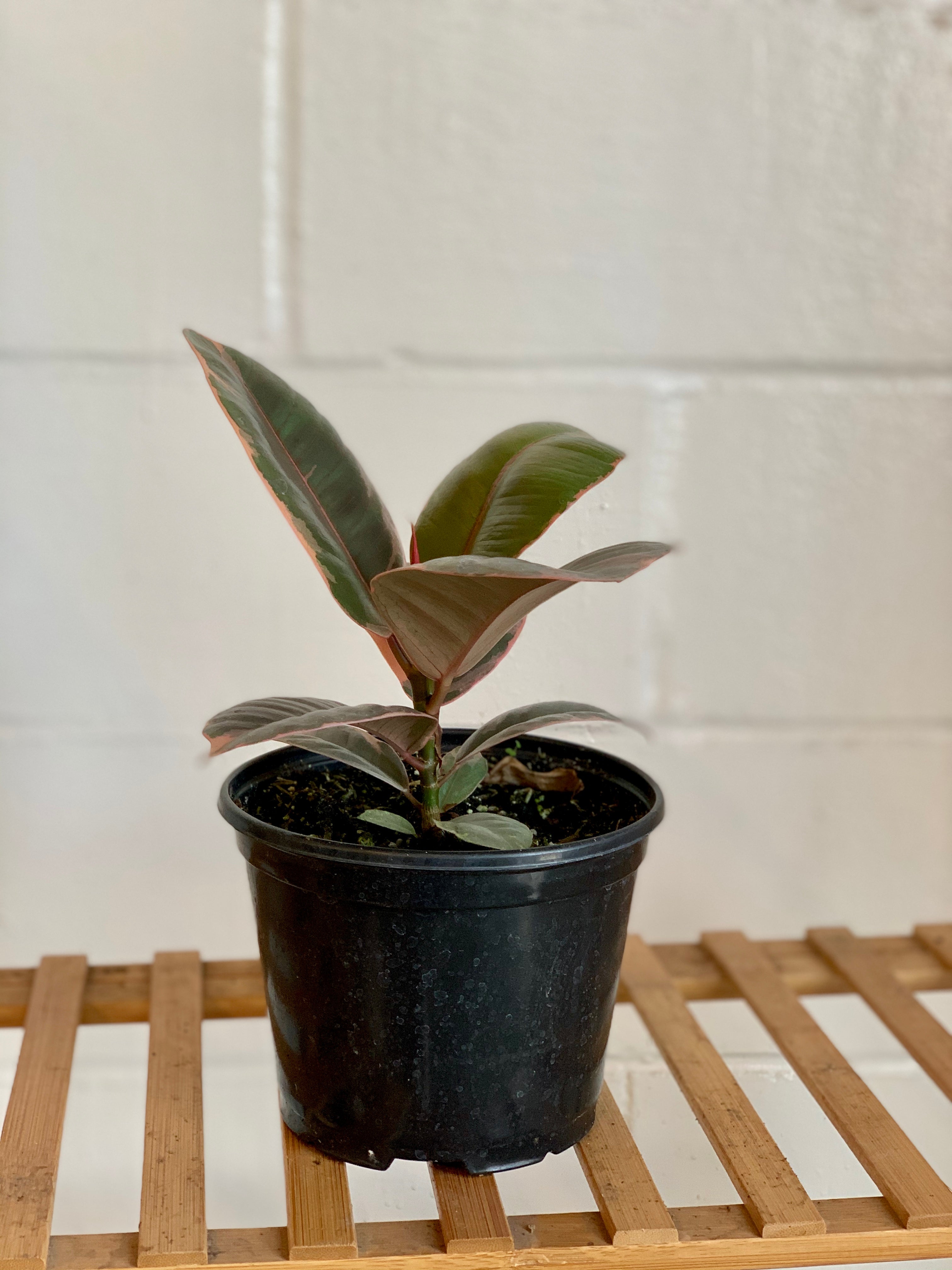Ficus Ruby Rubber Tree