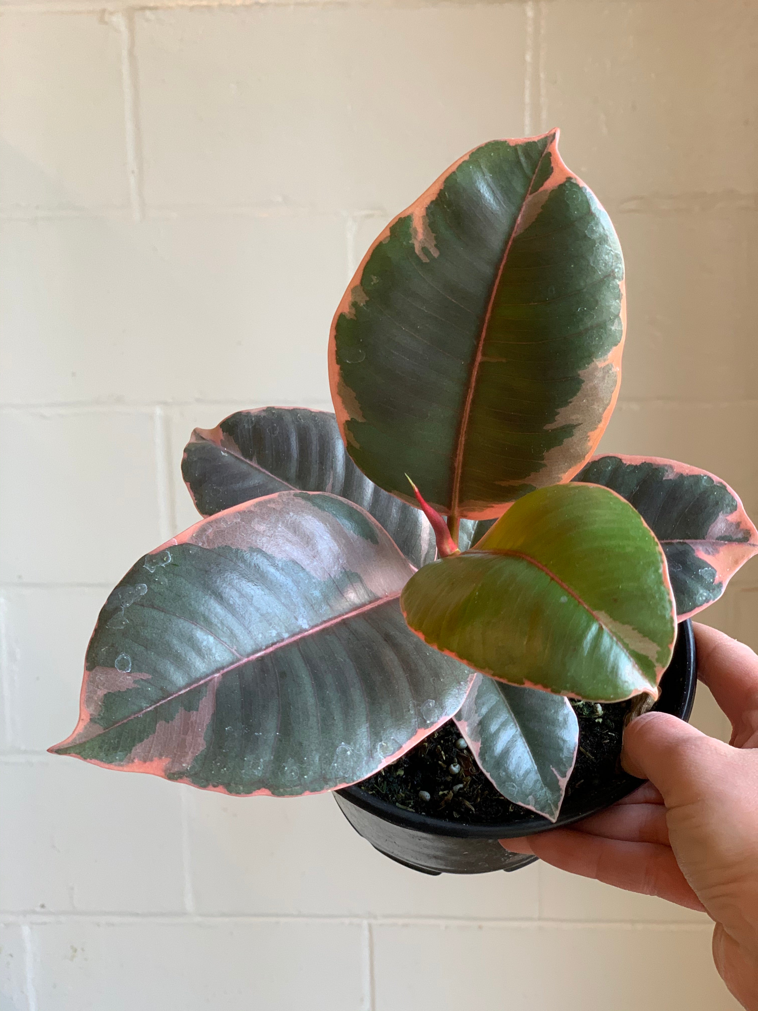 Ficus Ruby Rubber Tree