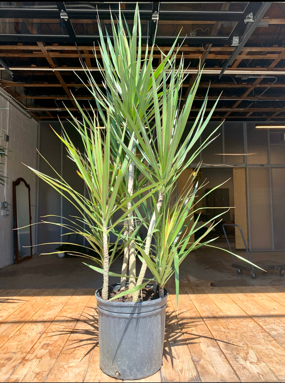 dracaena terrarium Dracaena Marginata – Art Terrarium