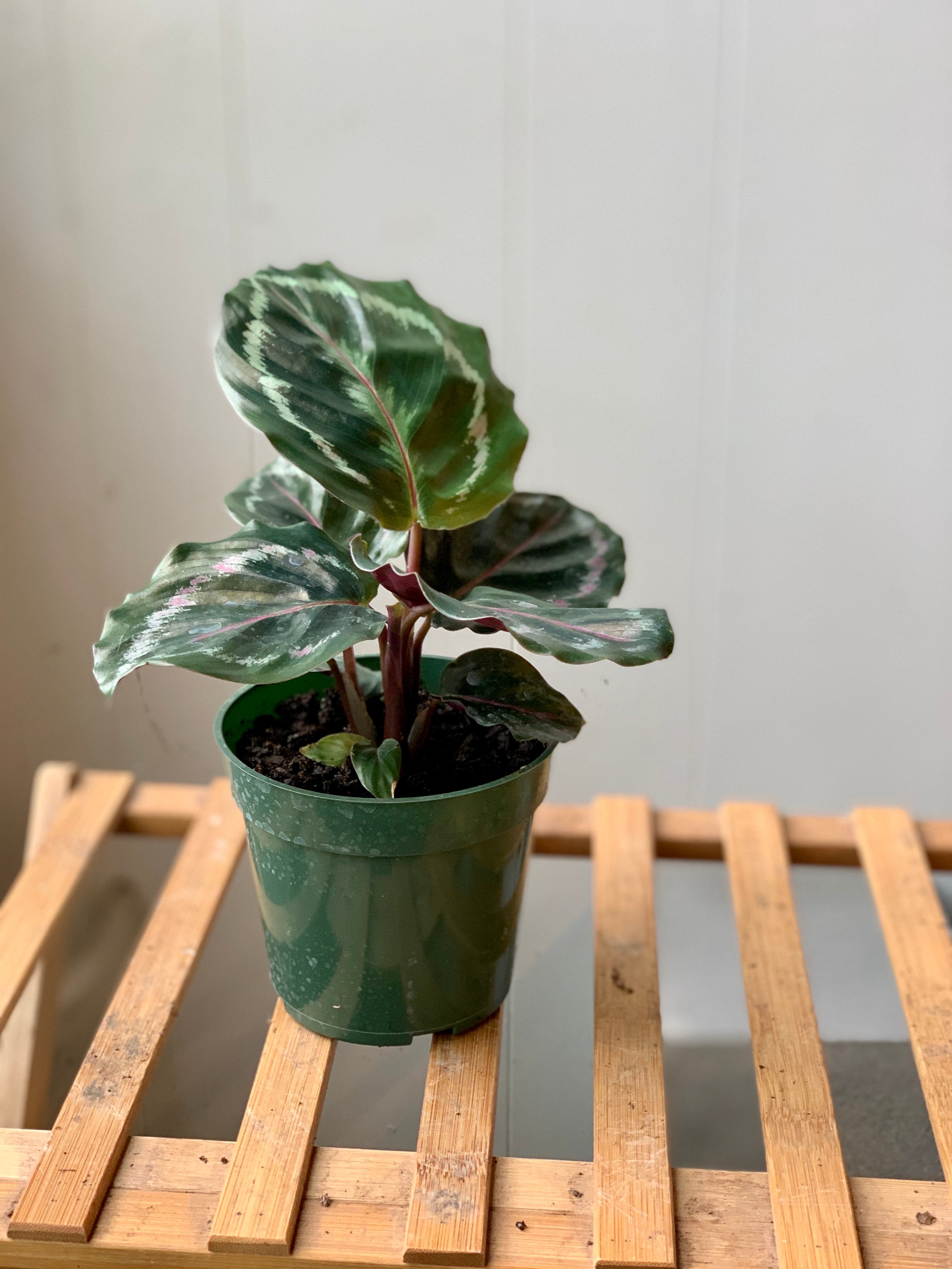 Calathea Medallion