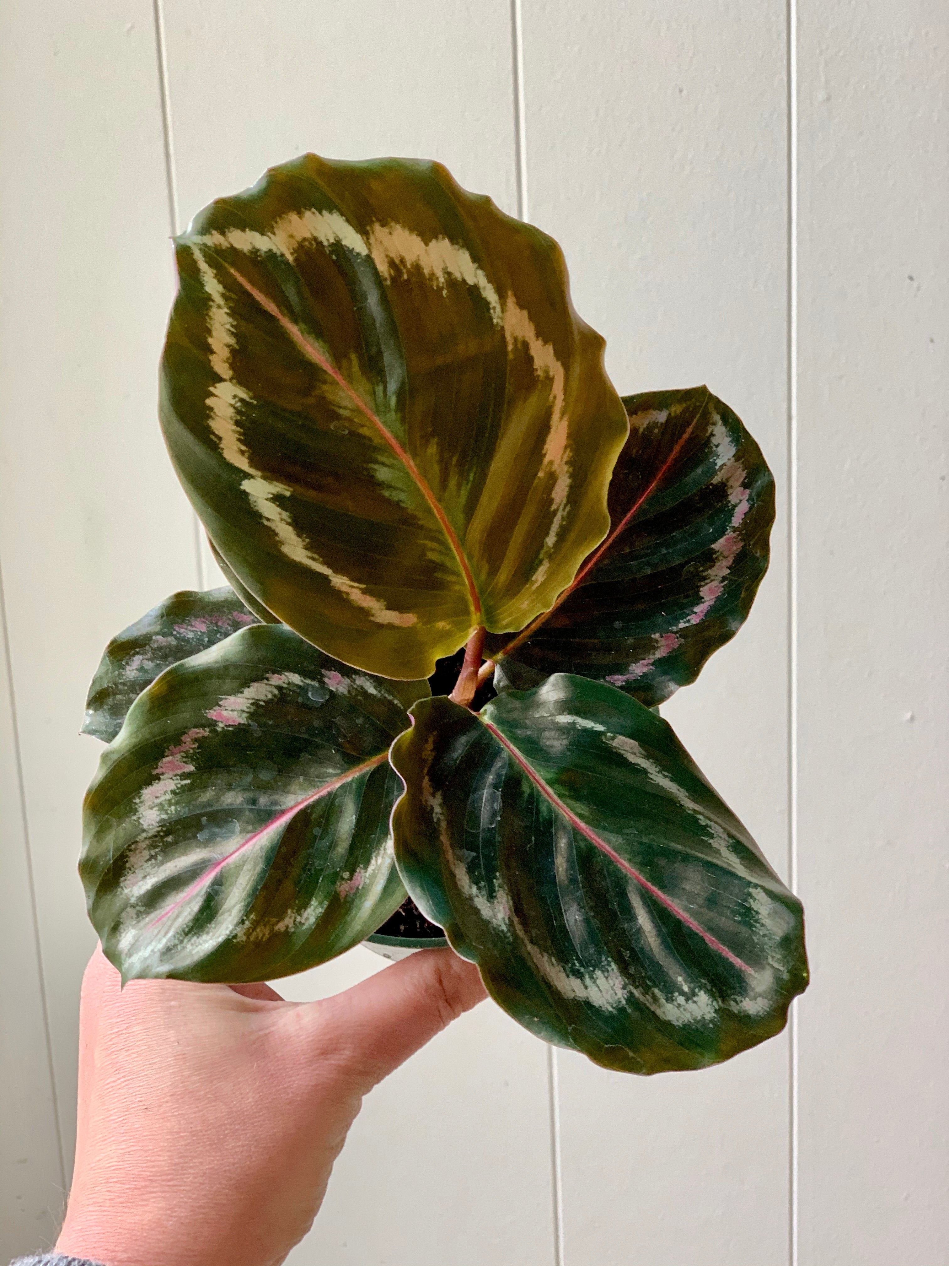 Calathea Medallion