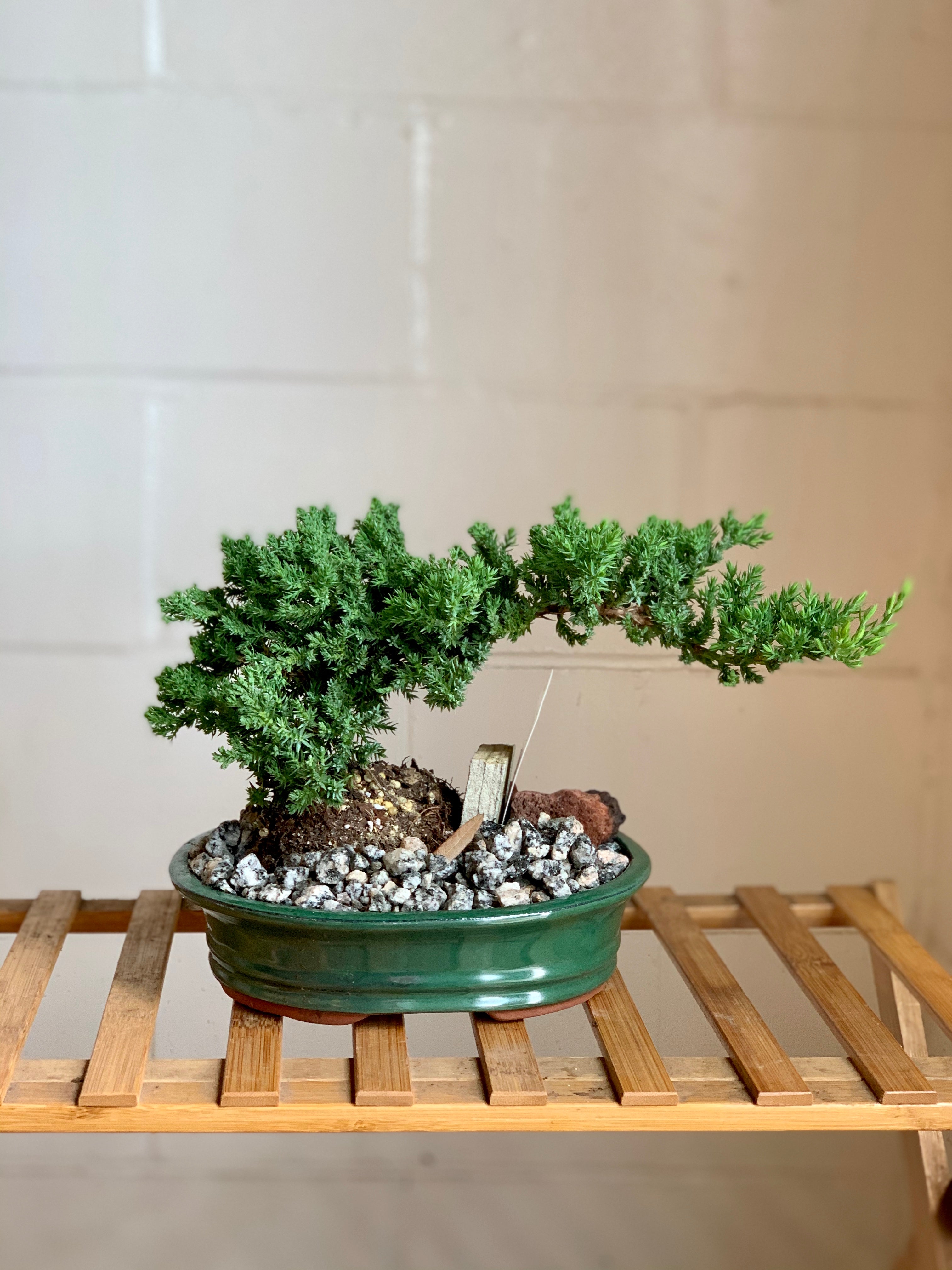 Juniper Bonsai