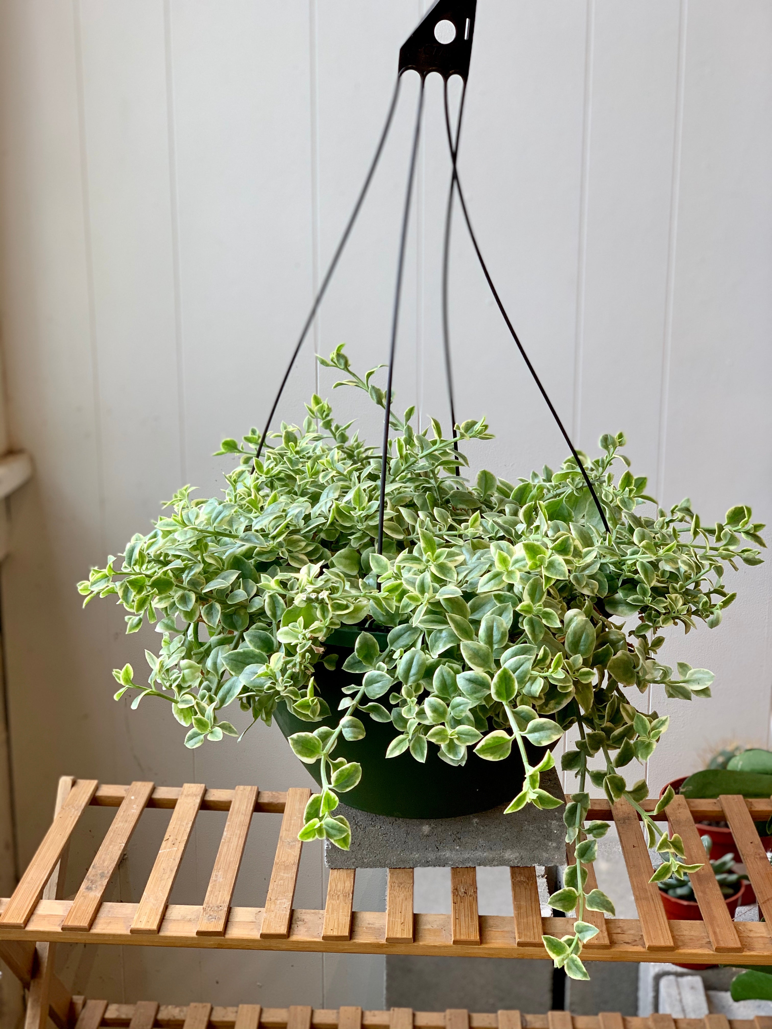 Dorotheanthus Hanging Basket
